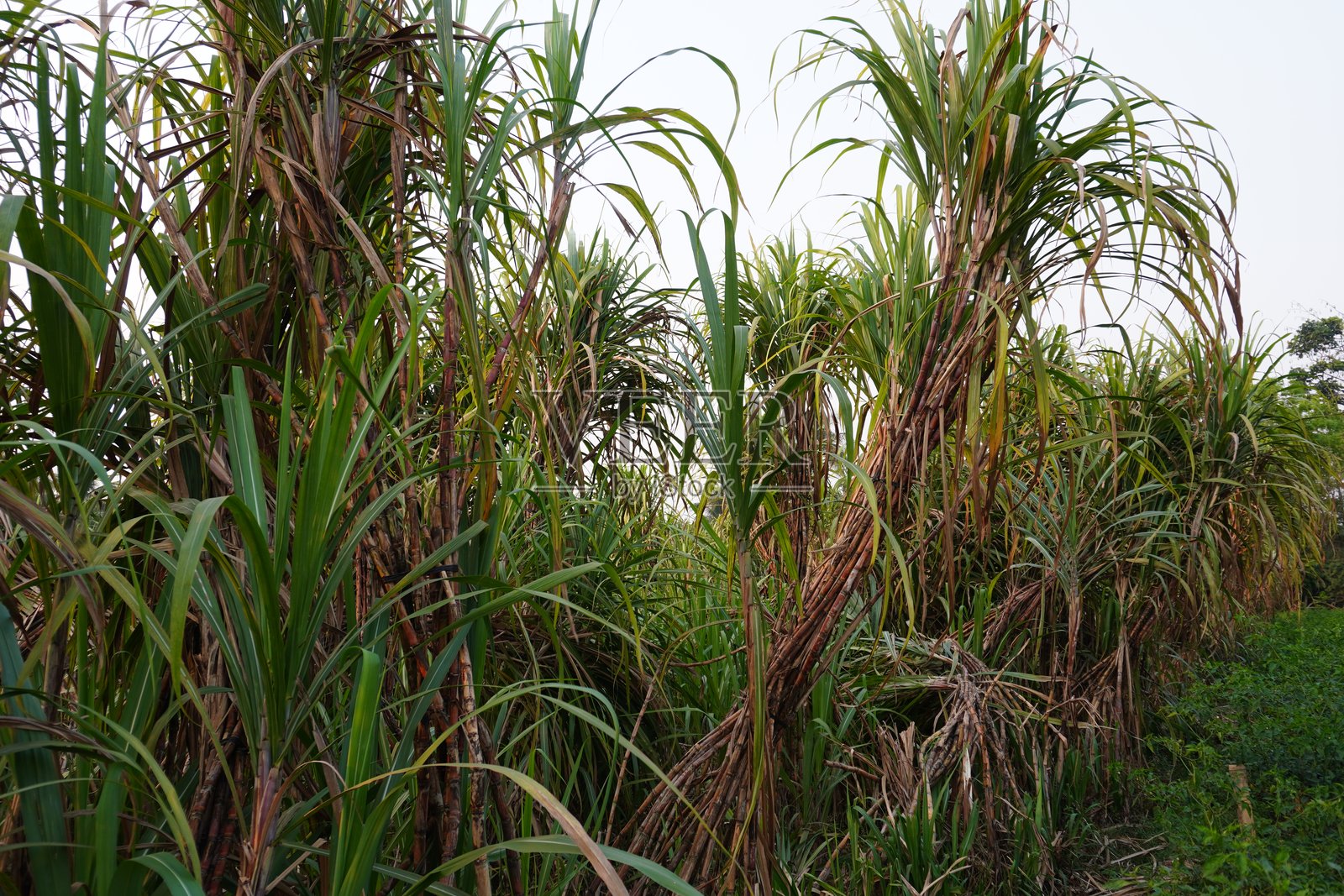 几簇甘蔗植物在田野上形成灌木丛照片摄影图片