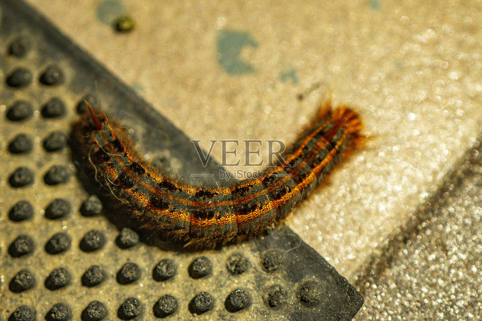 昆虫特写图像 - 翅膀和纹理的细节照片摄影图片