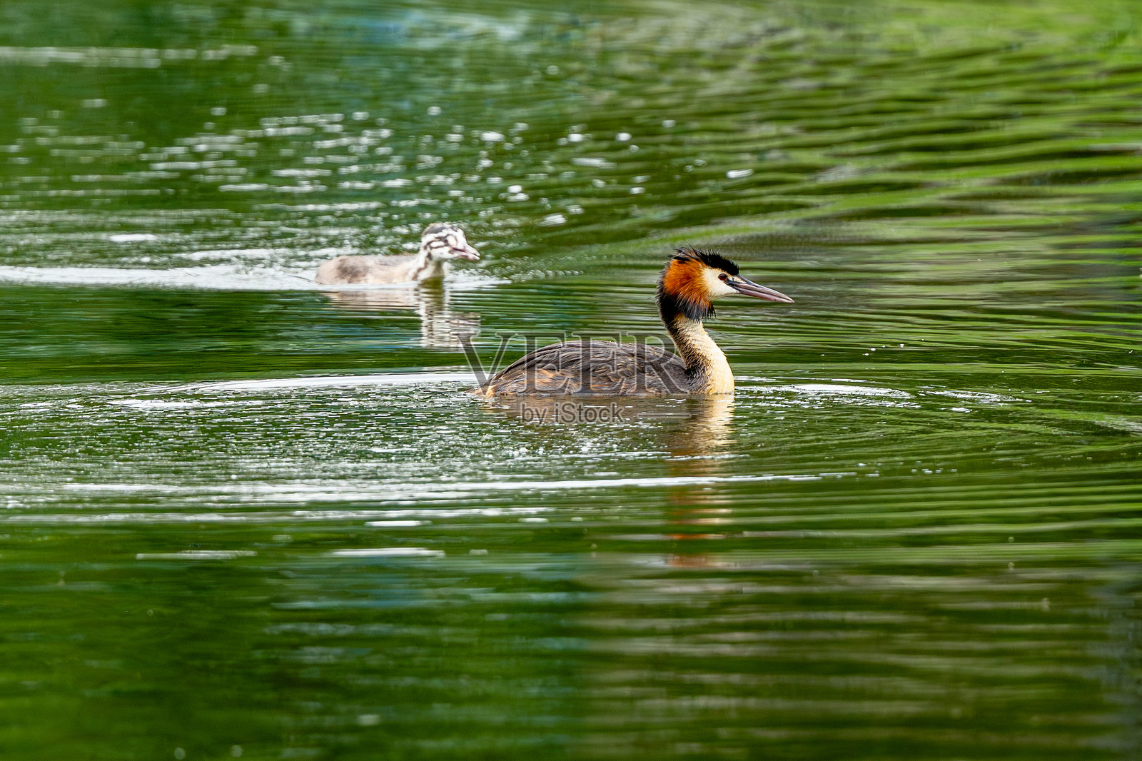 大斑鳖头鸊鷉照片摄影图片