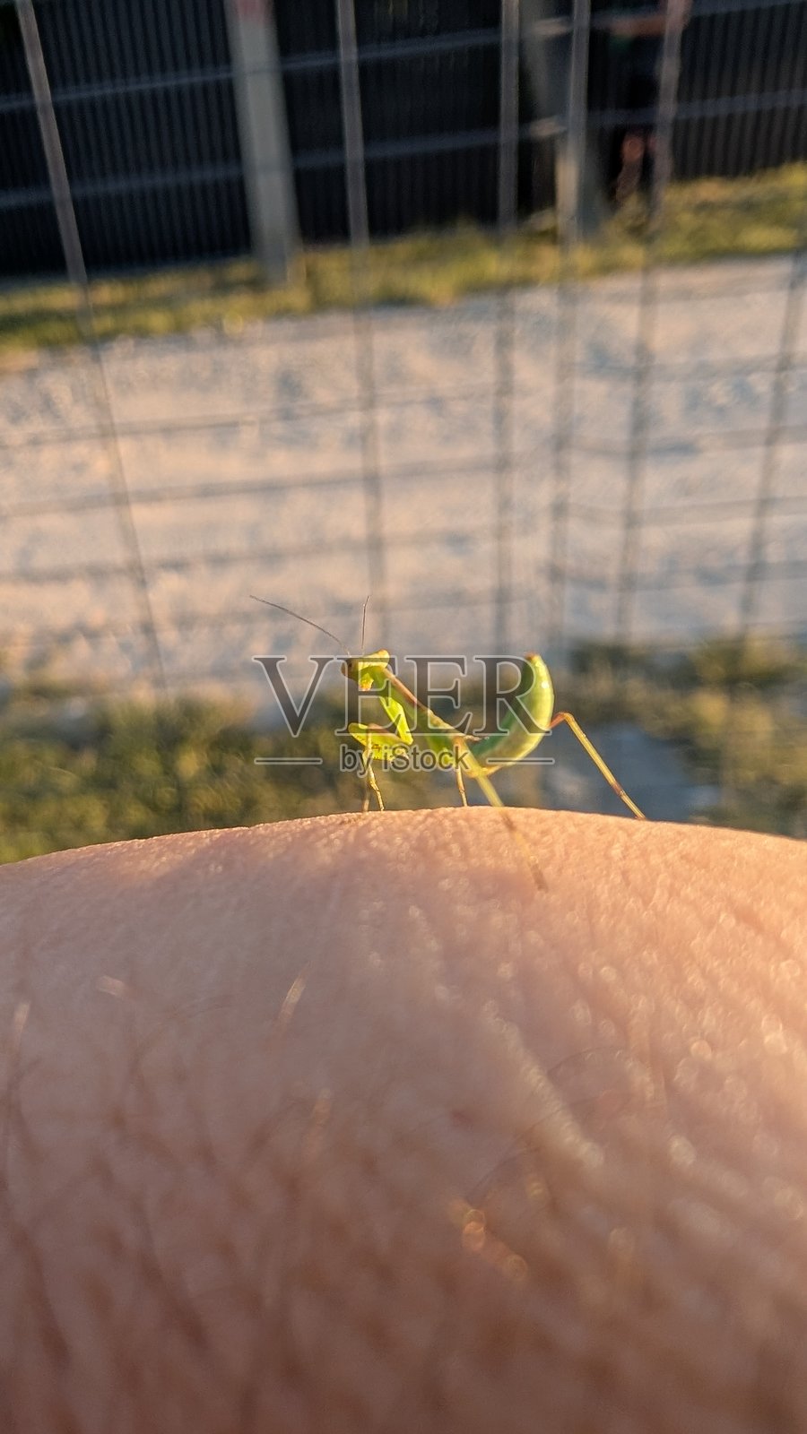 在壮丽的日落景色中，一只令人惊叹的螳螂特写栖息在皮肤上。照片摄影图片