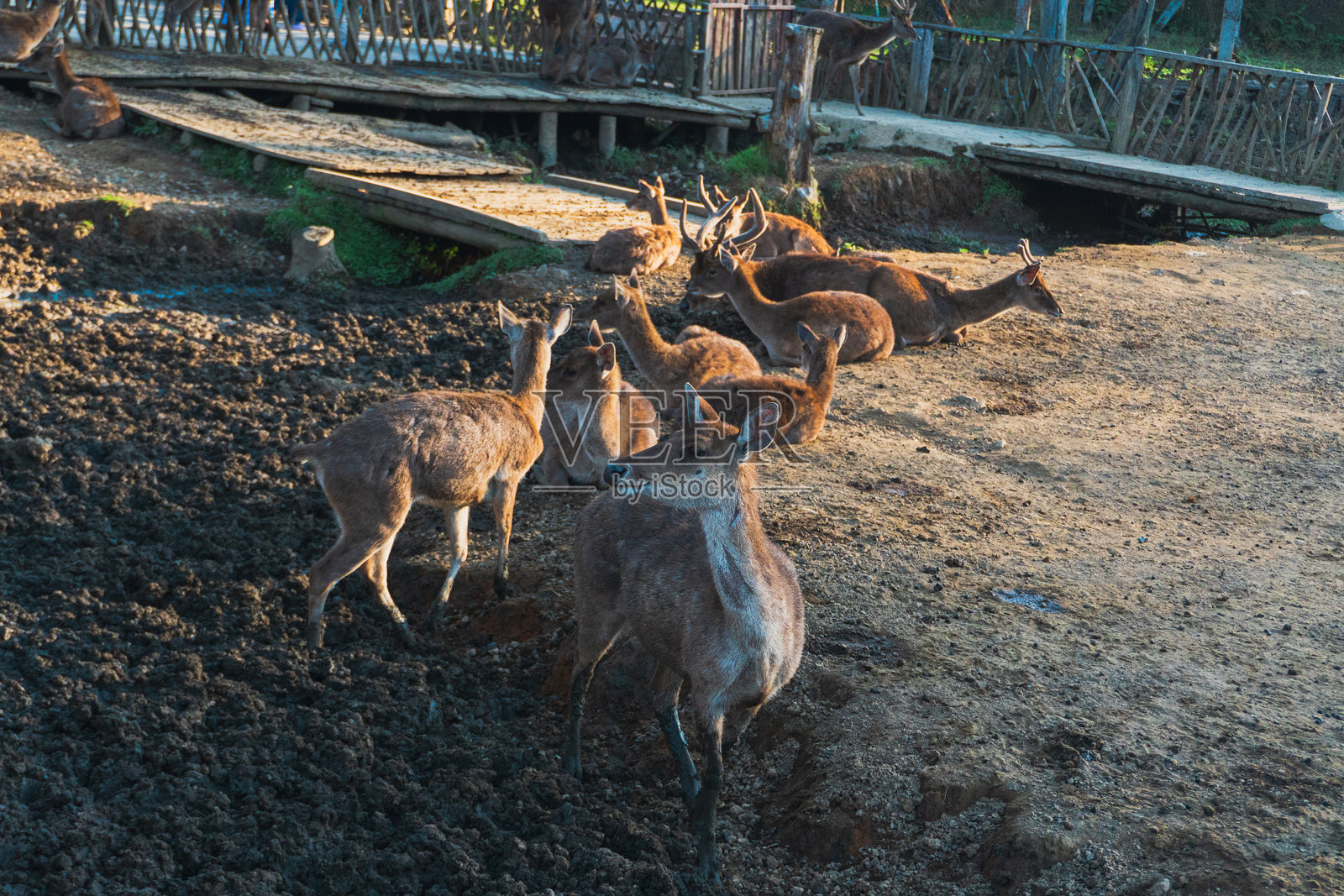 Ranca Upas是一个鹿的繁殖地。照片摄影图片