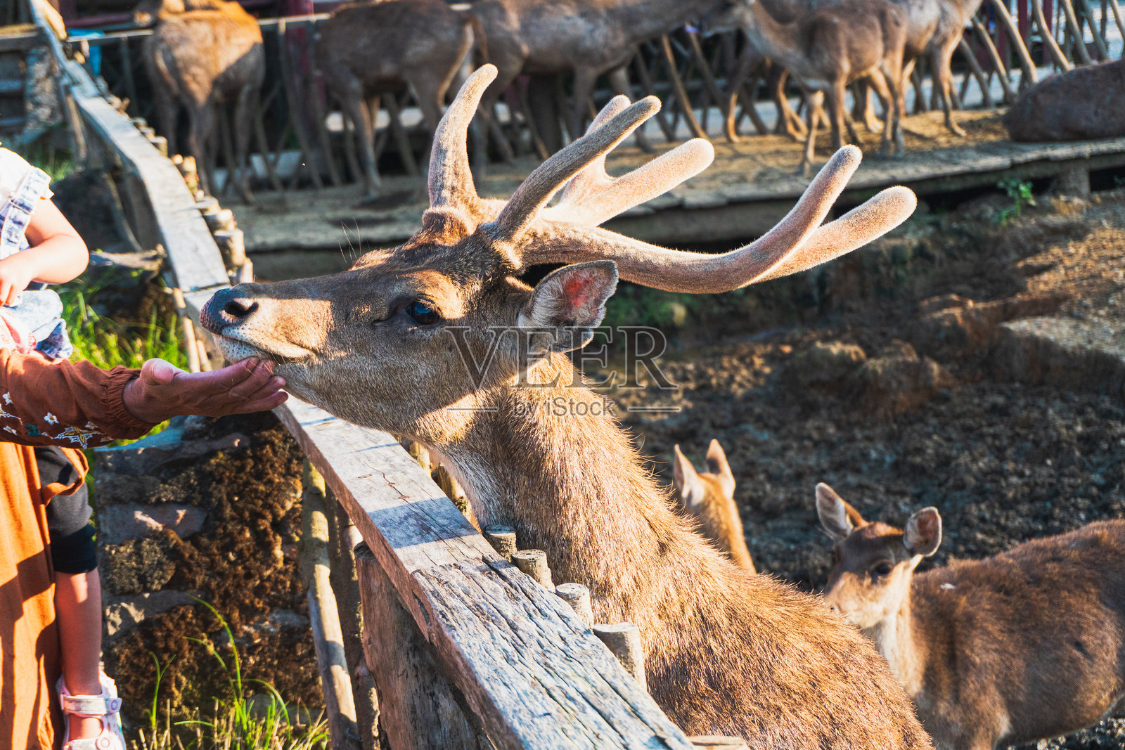 Ranca Upas是一个鹿的繁殖地。照片摄影图片