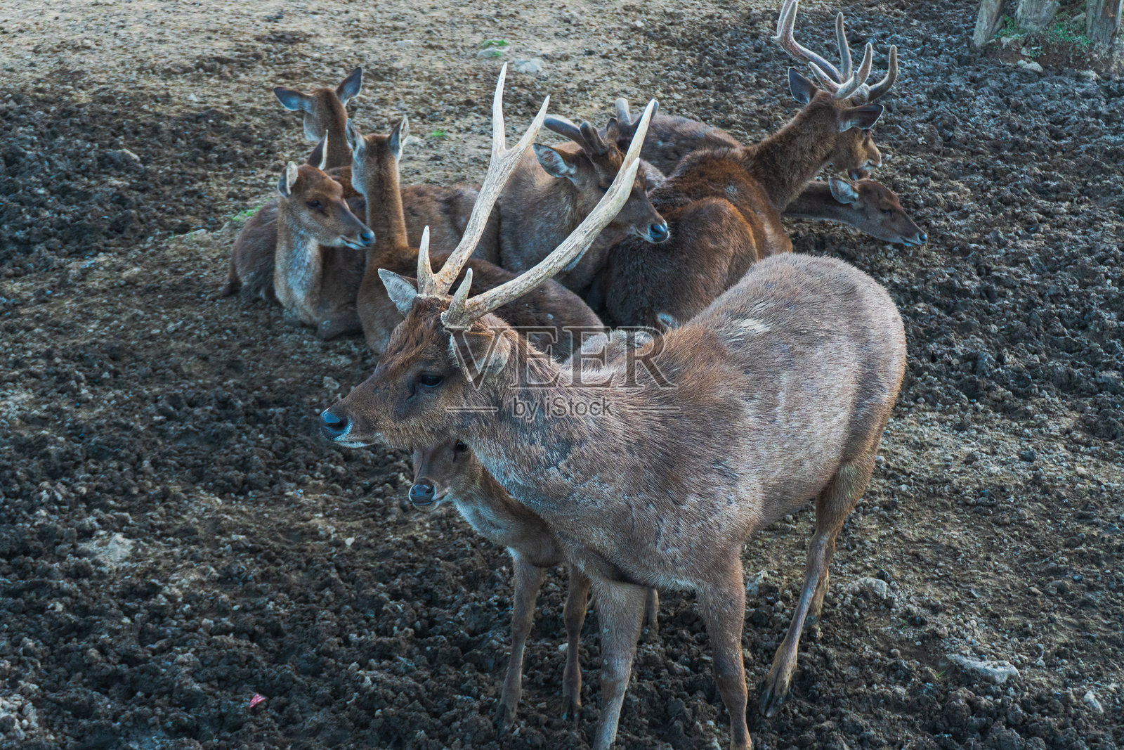 Ranca Upas是一个鹿的繁殖地。照片摄影图片