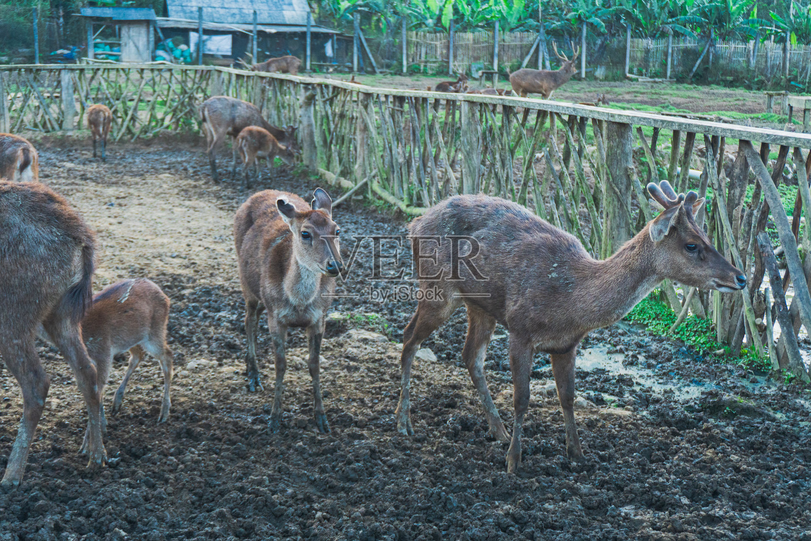 Ranca Upas是一个鹿的繁殖地。照片摄影图片