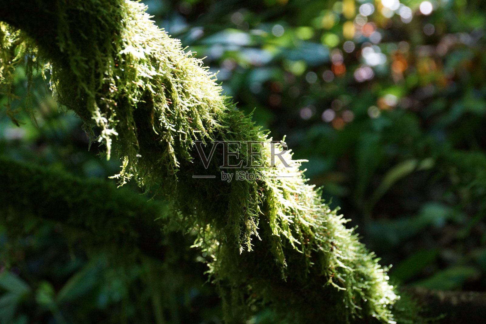 街道建筑城市公园景点绿地的景观照片摄影图片