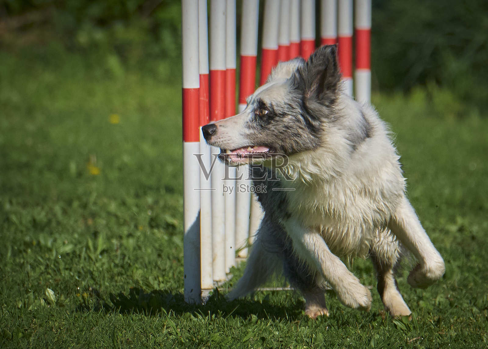 边境牧羊犬。参加敏捷比赛的狗。犬类运动。适合狗狗的区域。照片摄影图片