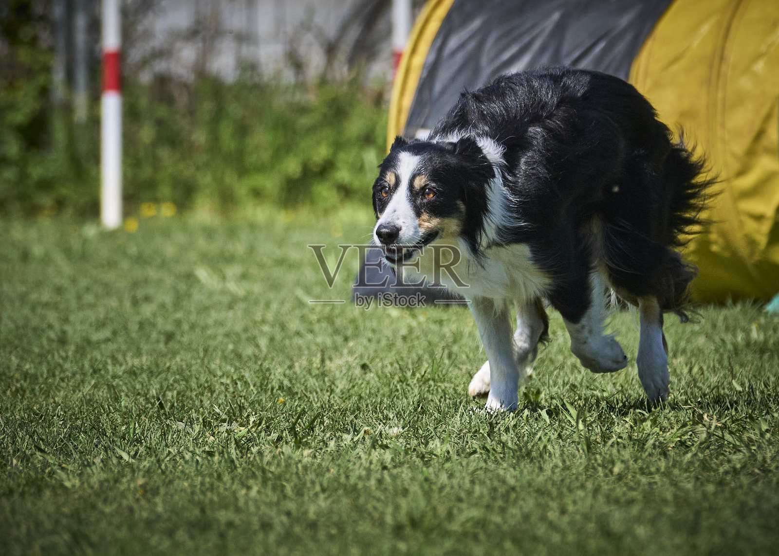 边境牧羊犬在敏捷比赛中。犬类运动。训练，比赛照片摄影图片