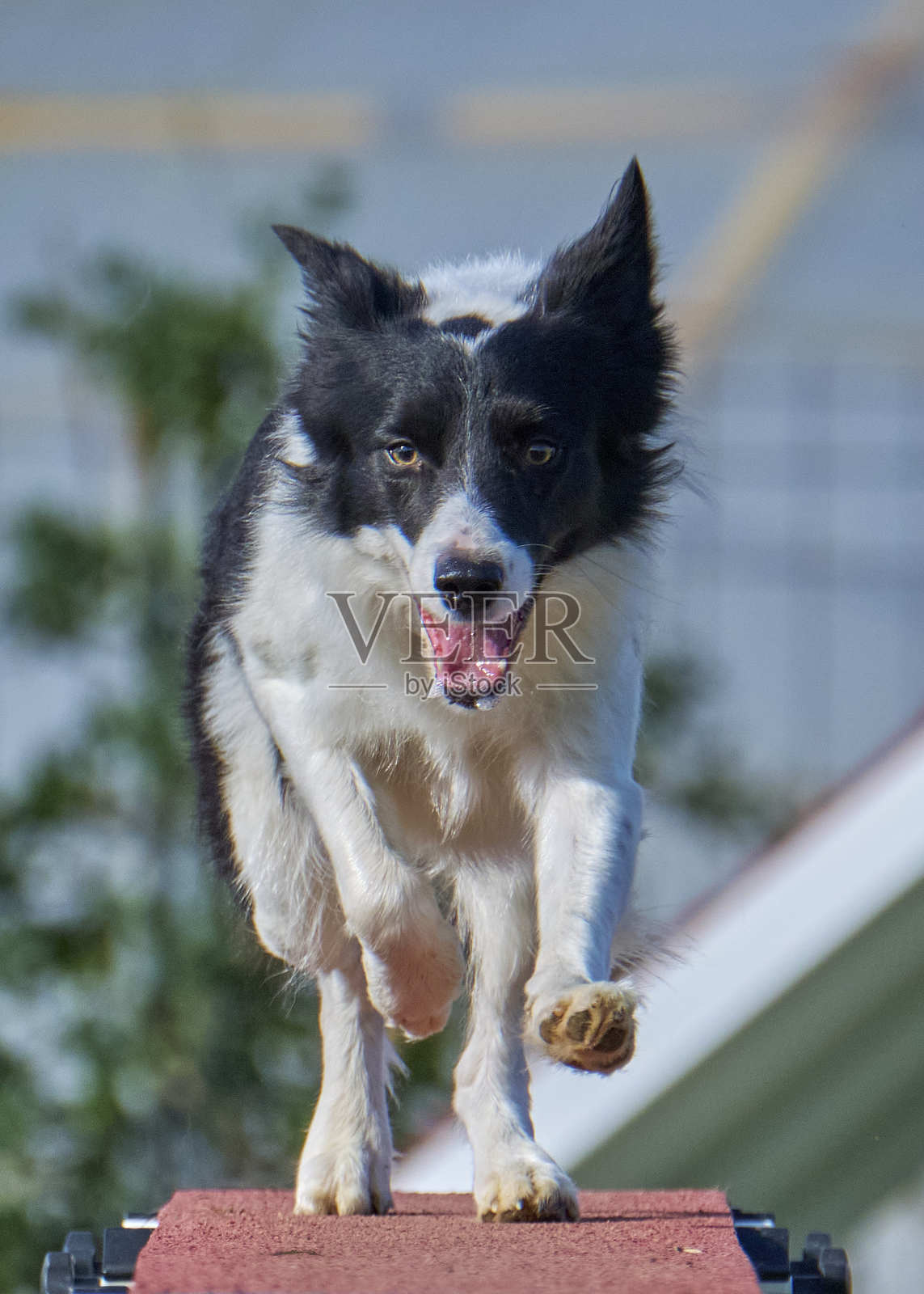 边境牧羊犬在敏捷比赛中。障碍赛道。照片摄影图片