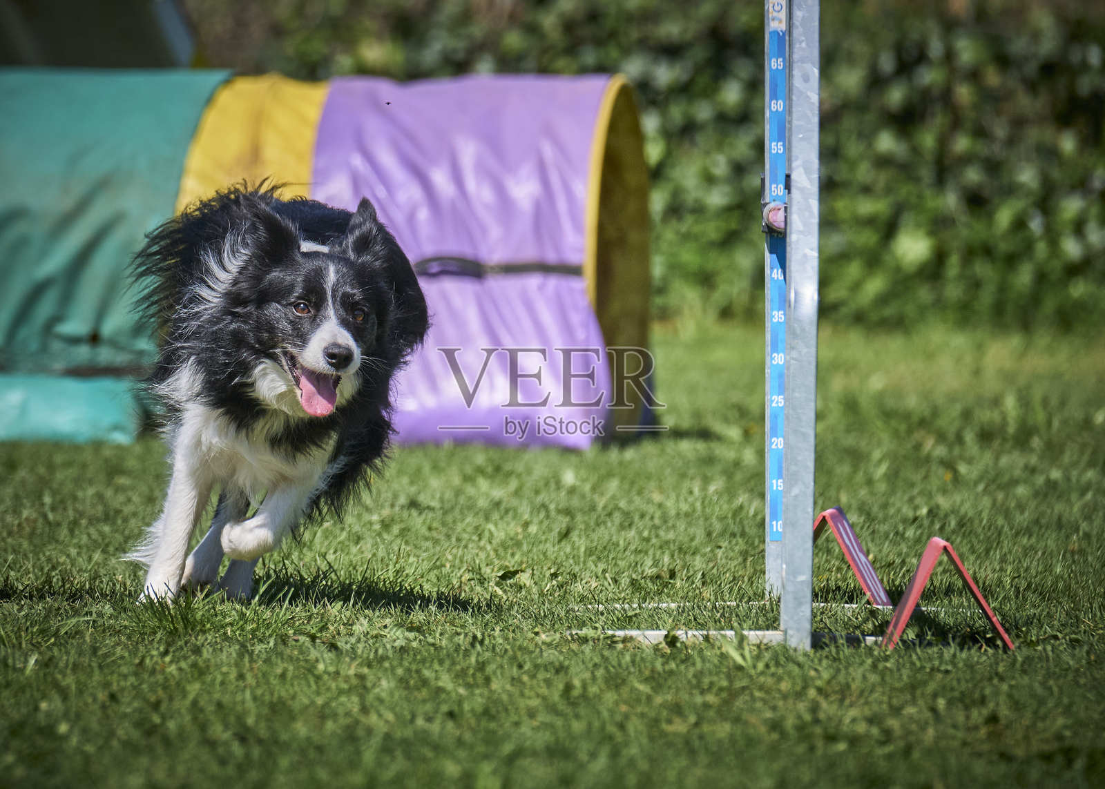 边境牧羊犬在敏捷比赛中。犬类运动。训练，比赛照片摄影图片