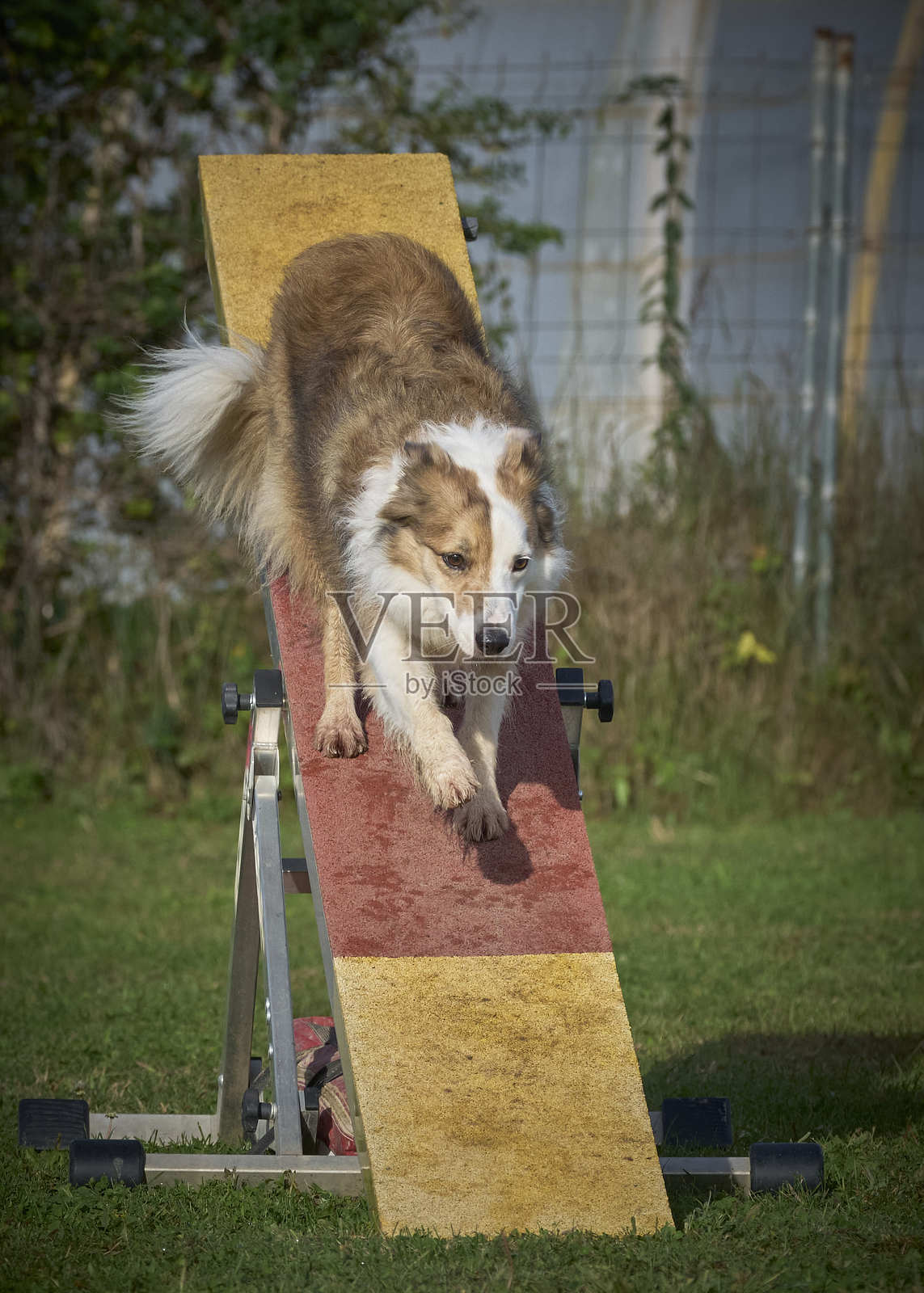 边境牧羊犬在行动。比赛犬。敏捷比赛。犬类运动。照片摄影图片