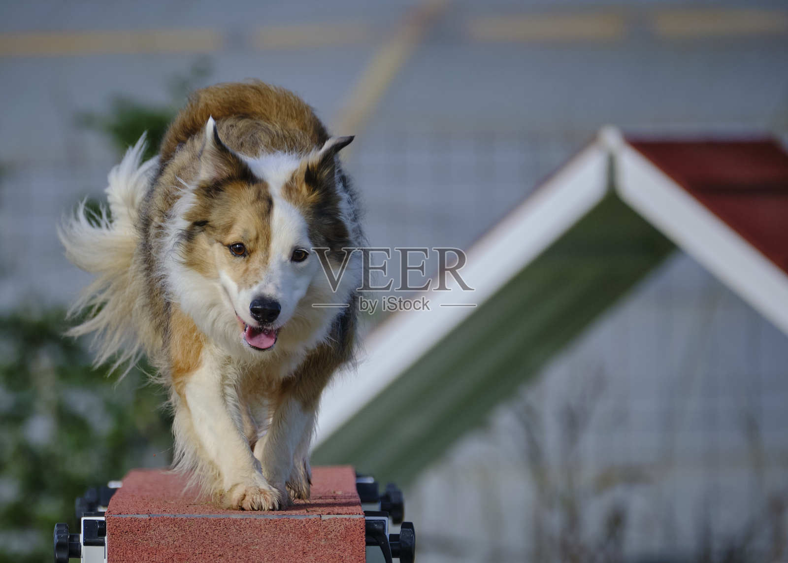边境牧羊犬在行动。比赛犬。敏捷比赛。犬类运动。照片摄影图片