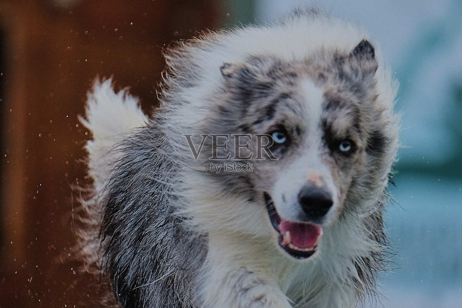 边境牧羊犬在行动。狗在敏捷比赛中克服障碍。照片摄影图片