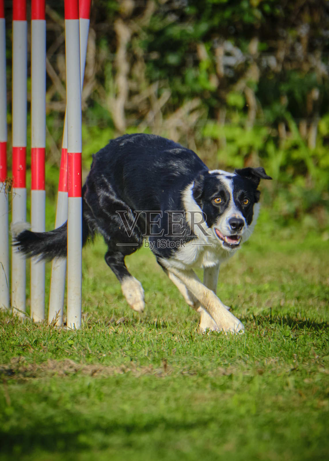 边境牧羊犬在行动。比赛犬。敏捷比赛。犬类运动。照片摄影图片