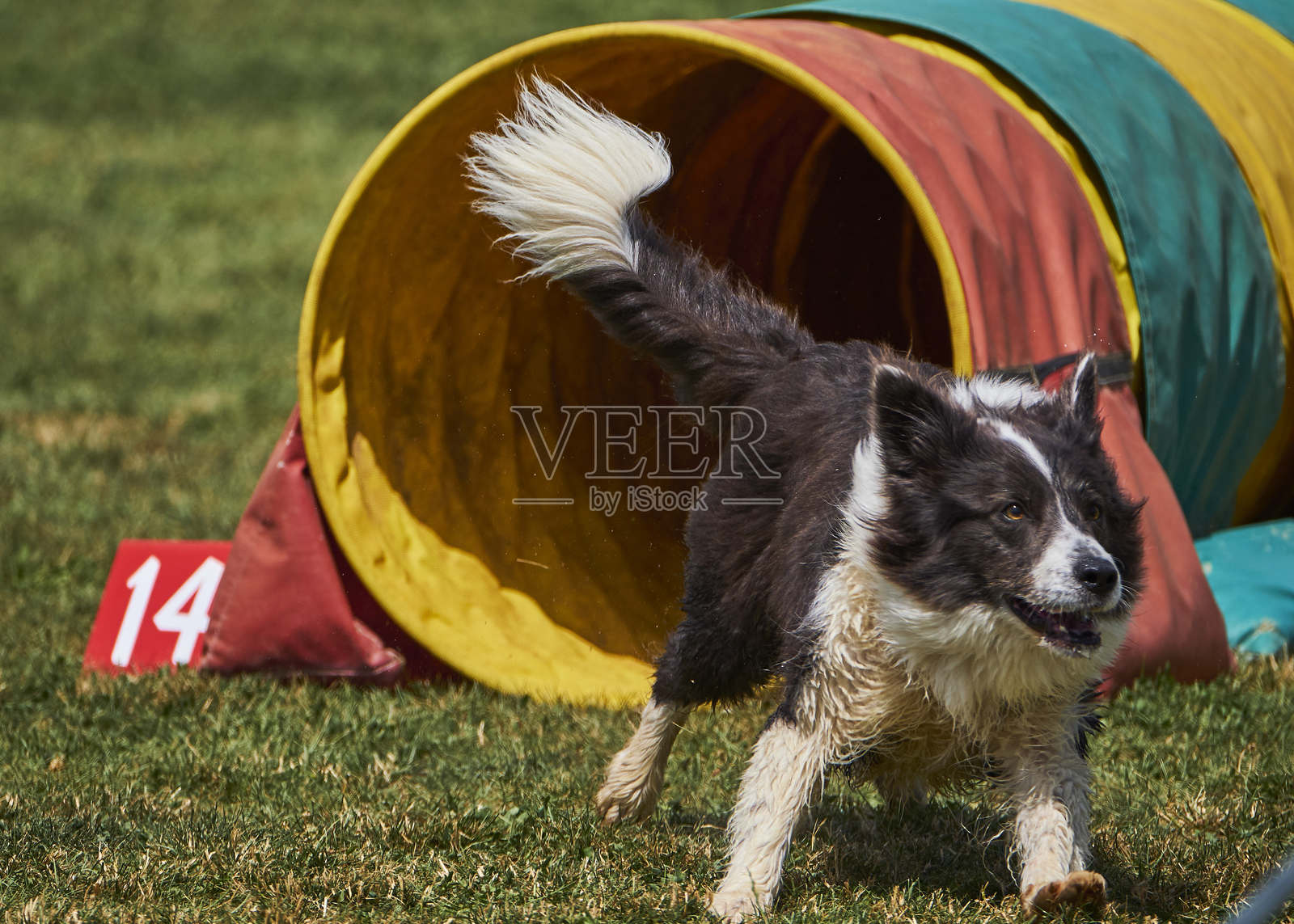 边境牧羊犬在行动。狗在敏捷比赛中克服障碍。照片摄影图片