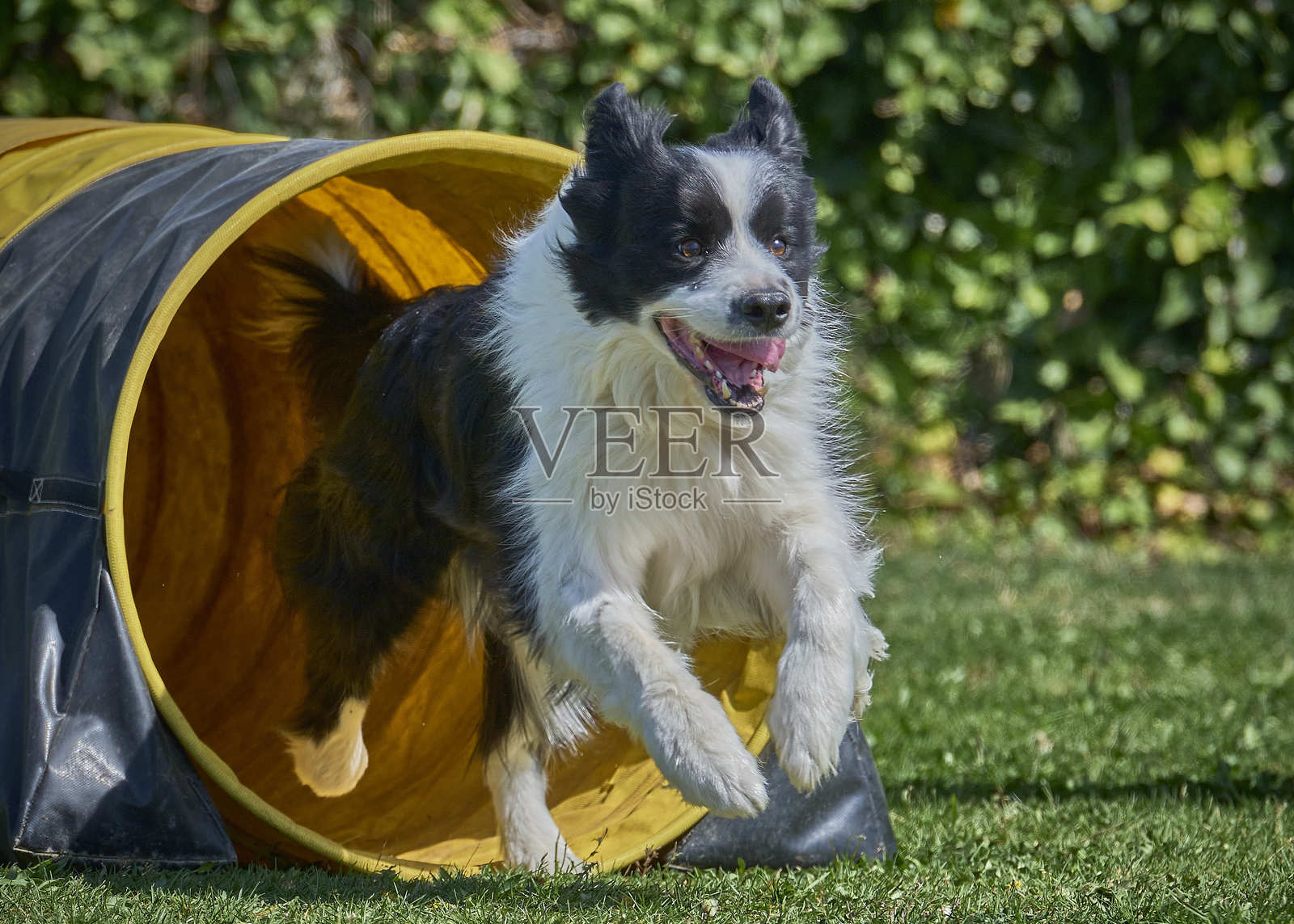 边境牧羊犬在行动。狗在敏捷比赛中克服障碍。户外运动。照片摄影图片