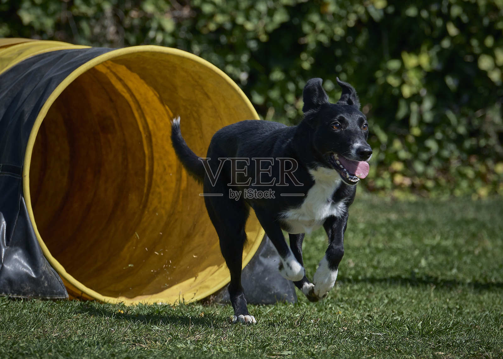 边境牧羊犬在行动。狗在敏捷比赛中克服障碍。户外运动。照片摄影图片