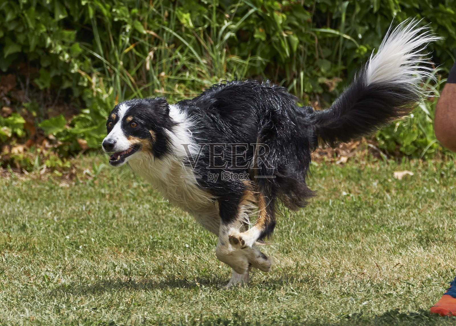 边境牧羊犬在行动。狗在敏捷比赛中克服障碍。照片摄影图片