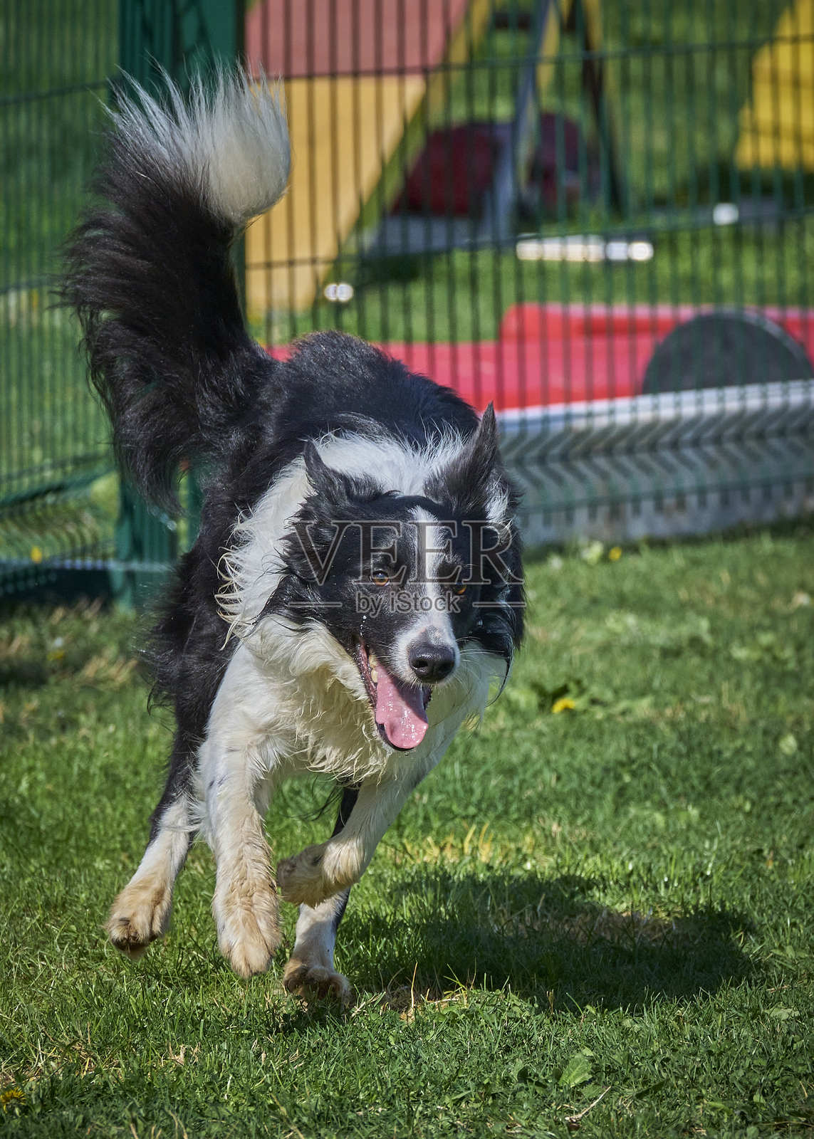 边境牧羊犬在行动。狗在敏捷比赛中克服障碍。照片摄影图片
