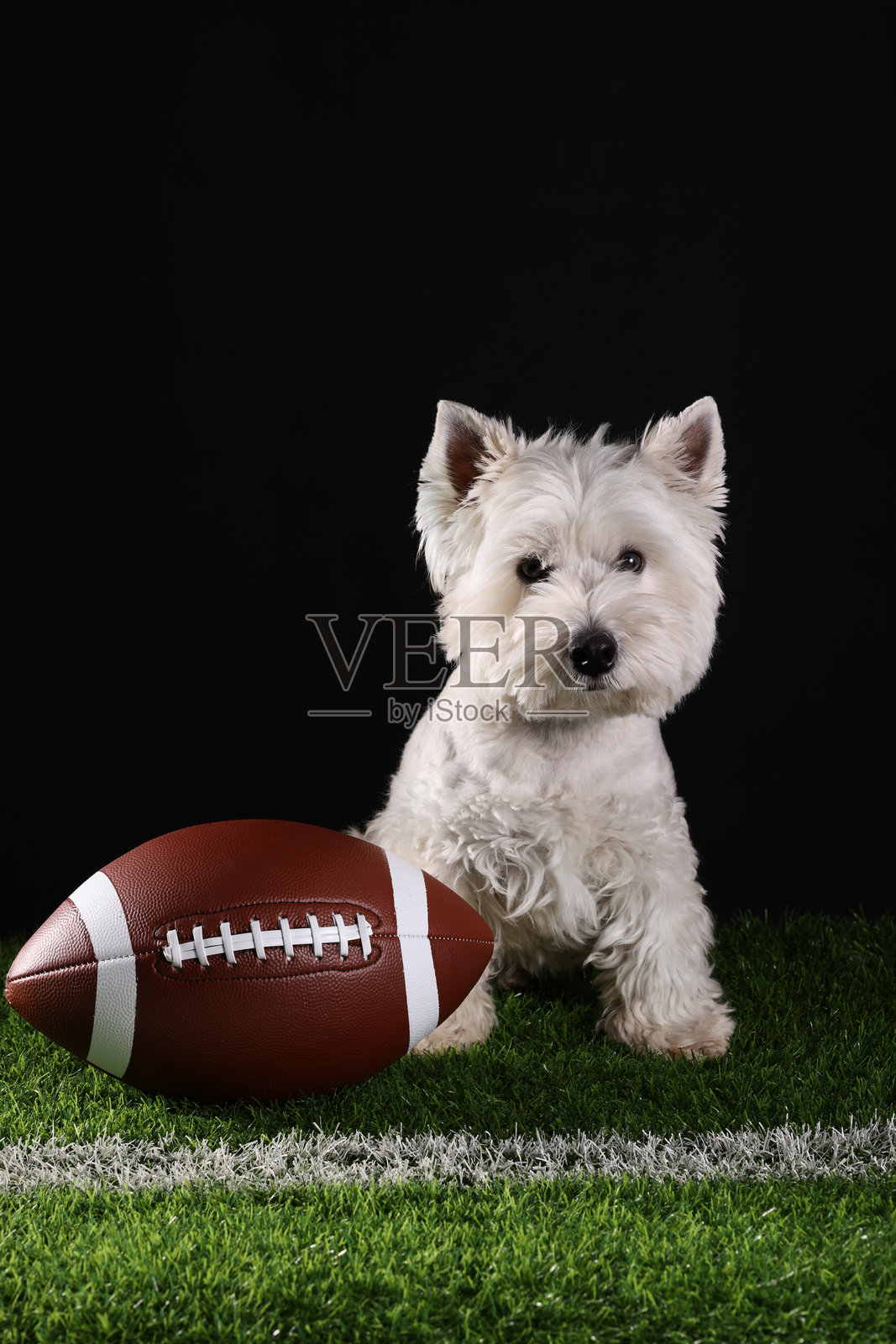 美国足球，西高地白梗狗在美国国旗旁边抱着一个足球。照片摄影图片