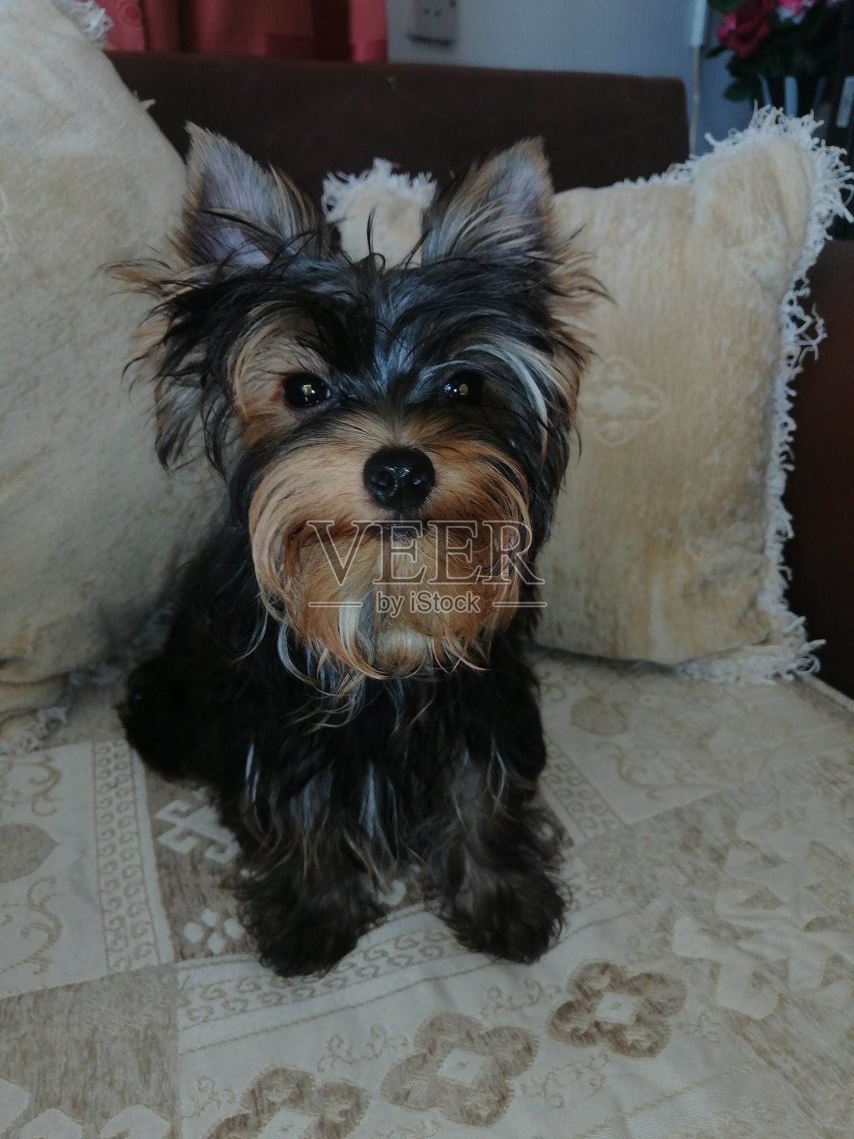 可爱的约克夏犬小狗肖像。照片摄影图片