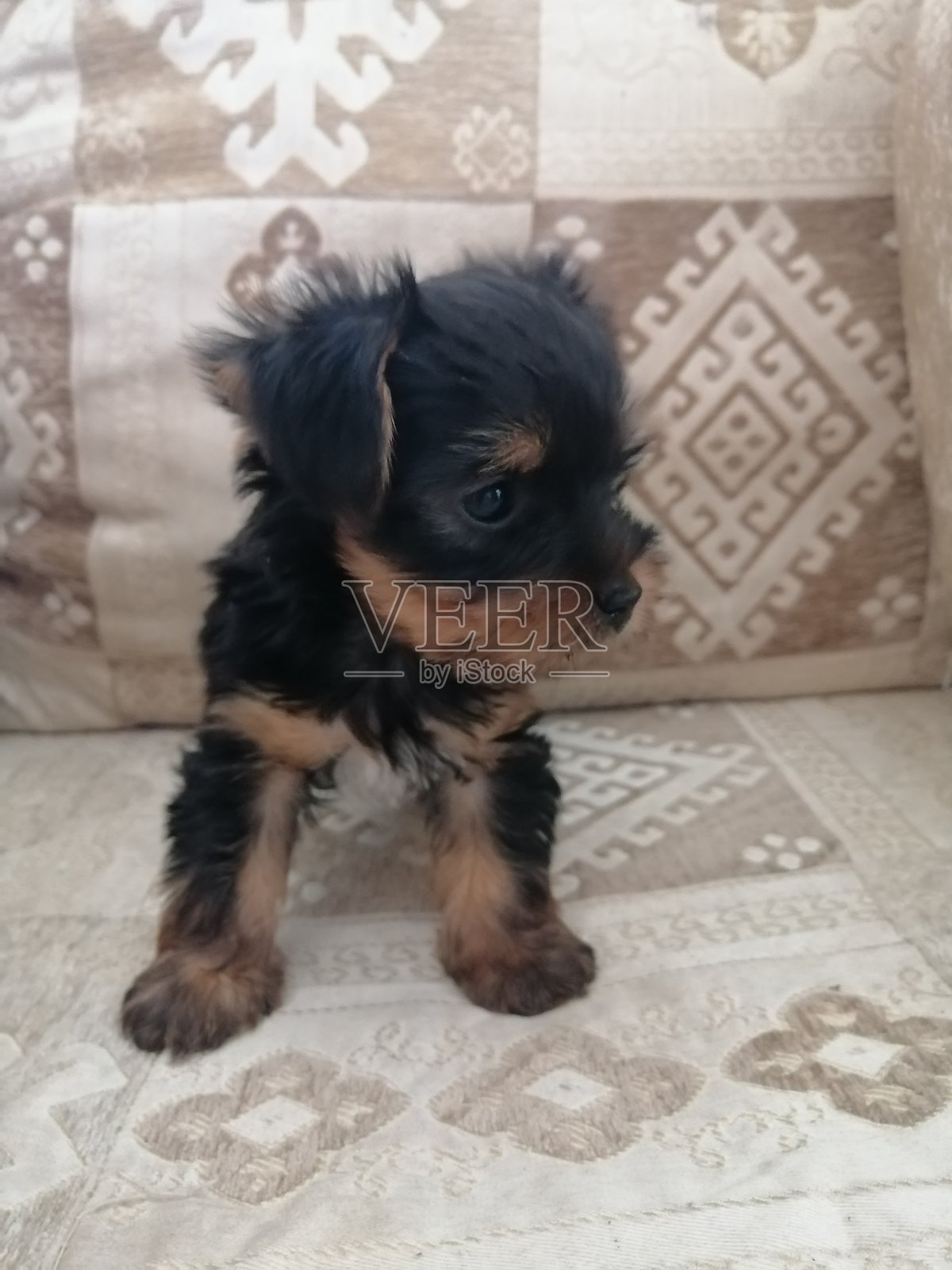 可爱的约克夏犬小狗肖像。照片摄影图片