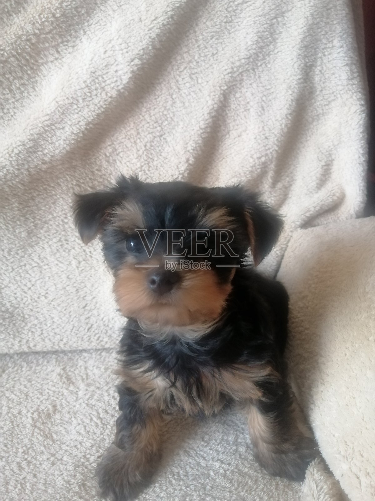 可爱的约克夏犬小狗肖像。照片摄影图片