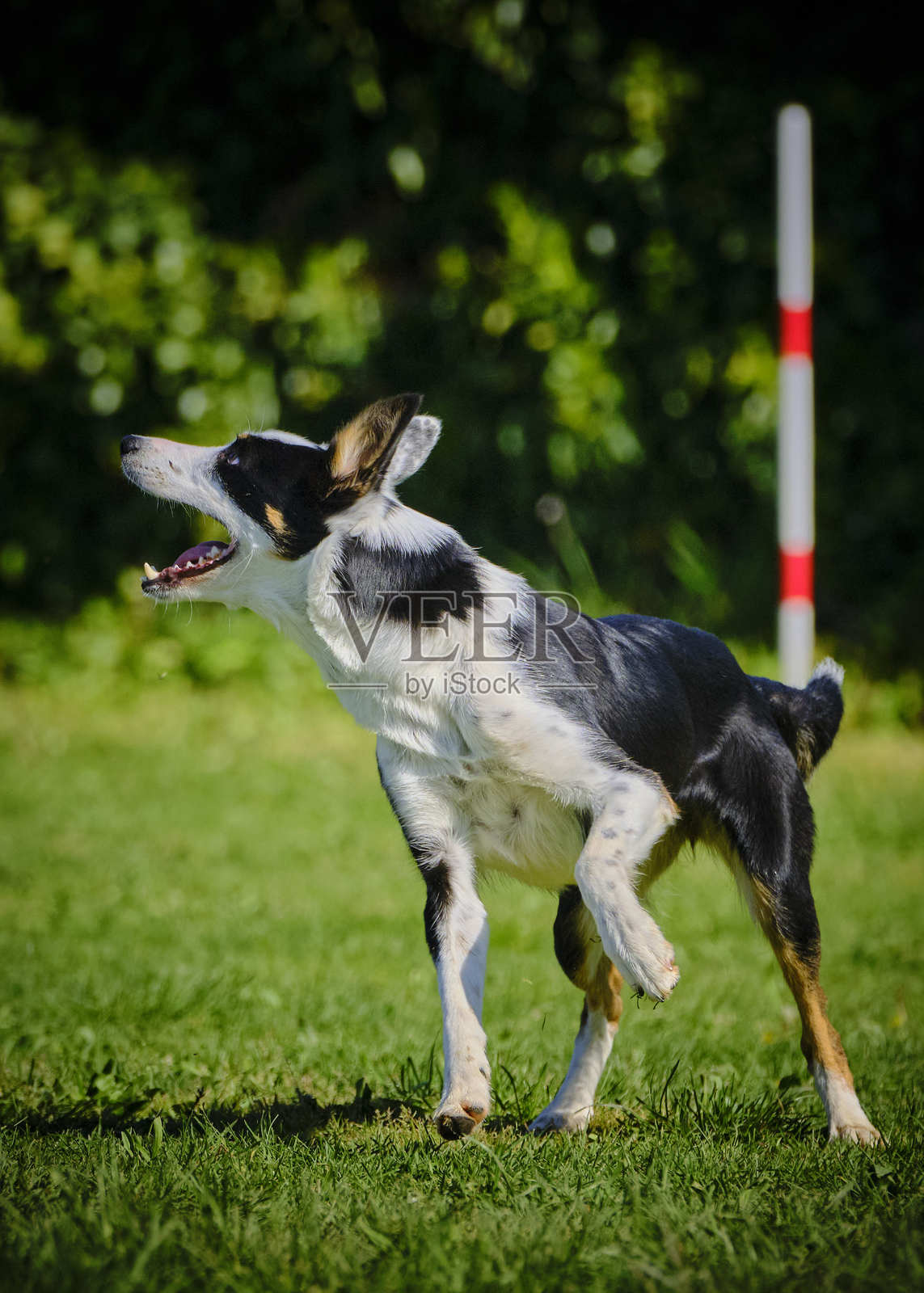 边境牧羊犬在敏捷比赛中跳跃障碍物。狗狗运动。照片摄影图片