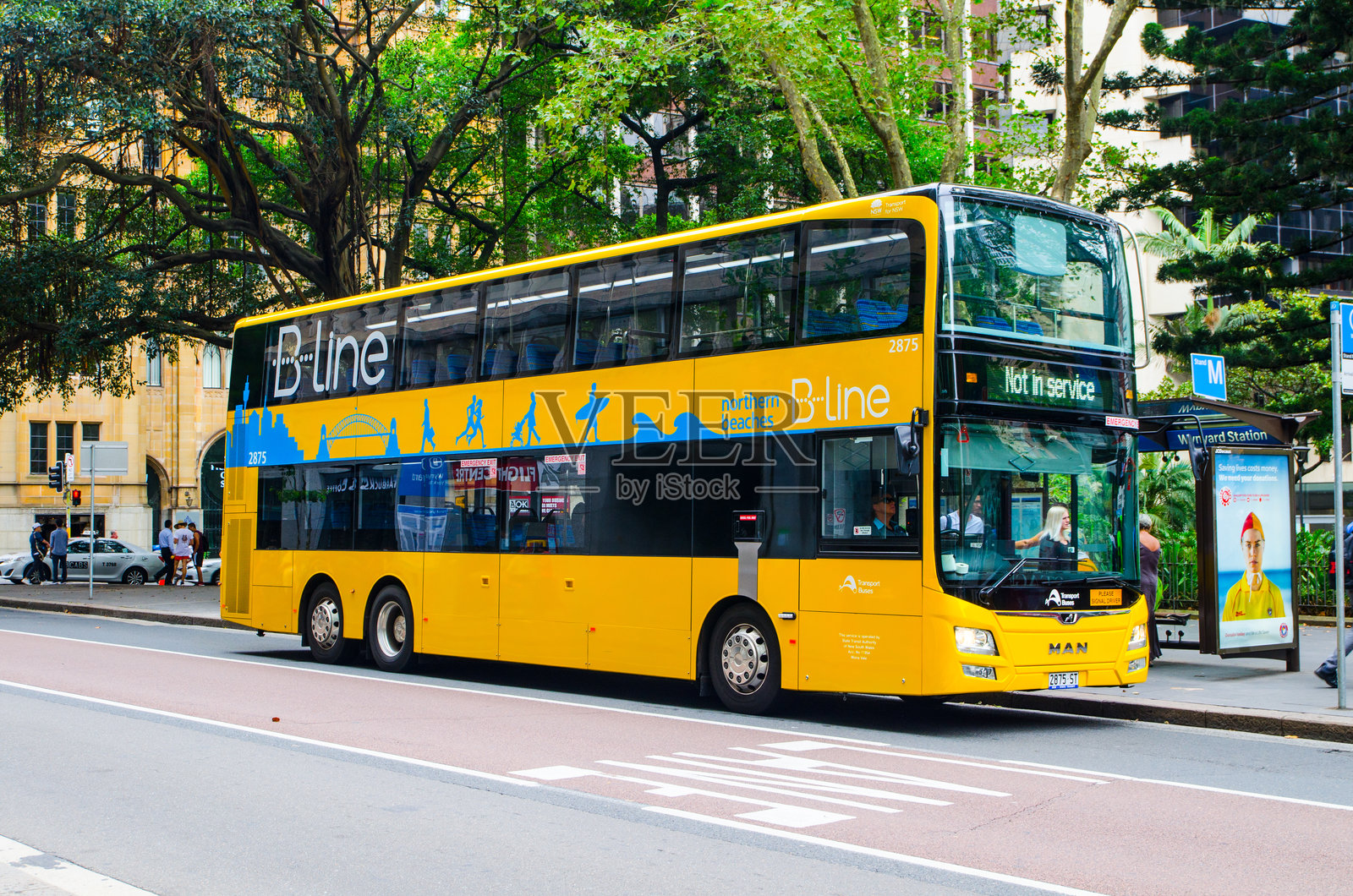 B-Line是现代化的黄色双层巴士，提供悉尼北海滩和下北岸的频繁可靠服务。照片摄影图片