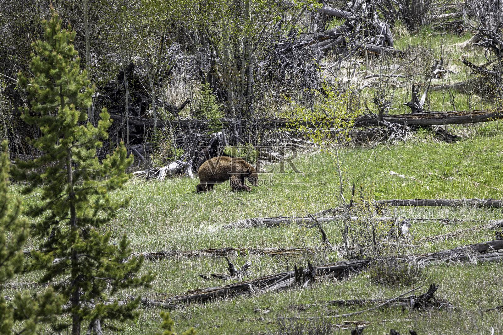 黄石国家公园拉马尔谷的自然景观中的灰熊照片摄影图片