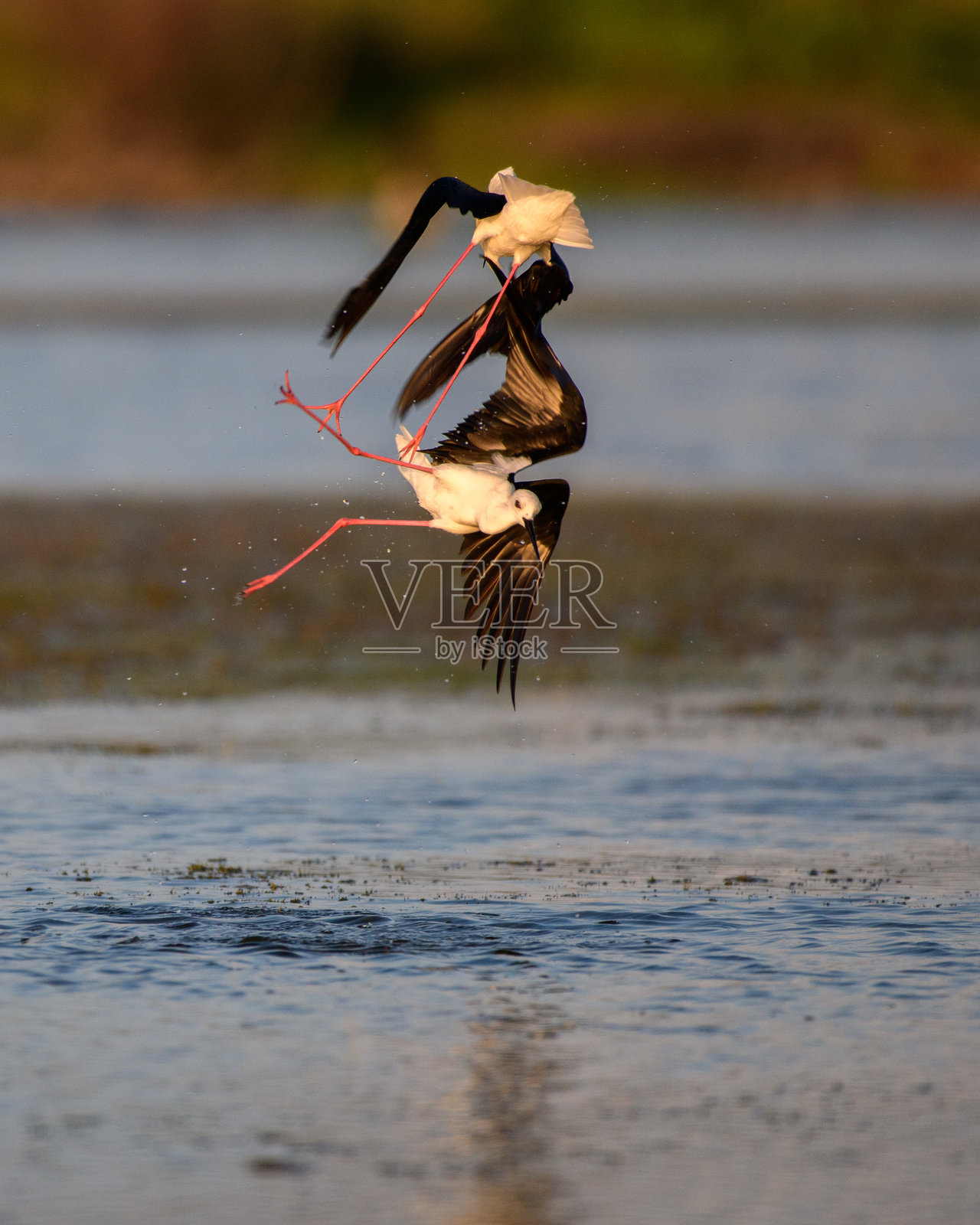 两只黑翅长脚鹬在斯里兰卡塔莱曼纳尔的浅水上空进行空中打斗。长长的粉色腿缠绕在一起，展现出激烈的对抗。照片摄影图片