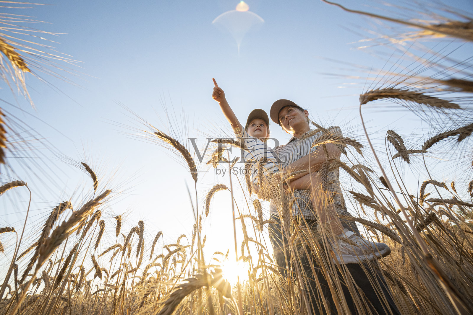 可持续的家族企业。农民家庭在日落时分的小麦田里照片摄影图片