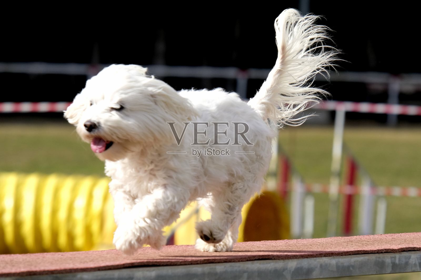 马耳他比雄犬在行动中。敏捷犬运动。速度、障碍、运动、比赛、训练。狗在行动中。克服障碍、跨栏、隧道、滑行。照片摄影图片