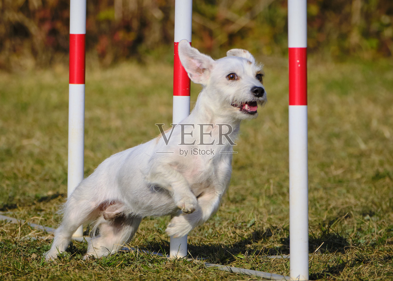 马耳他比雄犬在行动中。敏捷犬运动。速度、障碍、运动、比赛、训练。狗在行动中。克服障碍、跨越障碍、隧道、滑行。照片摄影图片