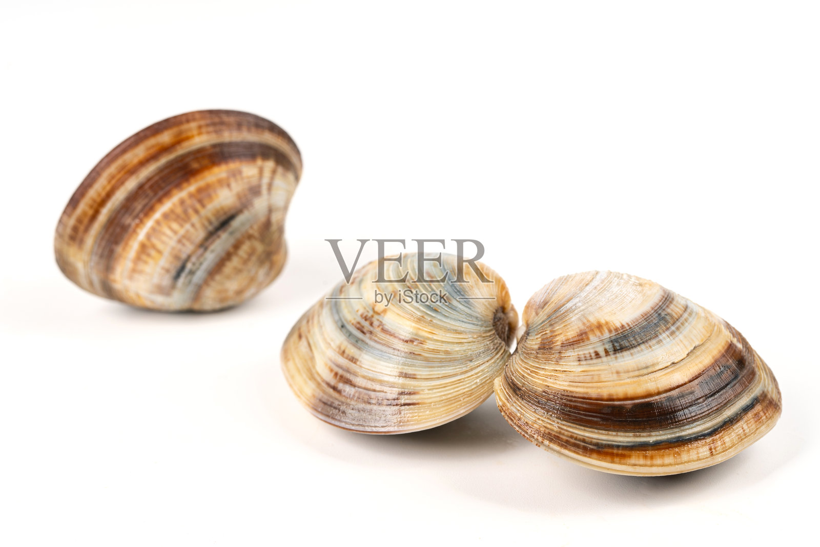 白色背景上的蛤蜊照片摄影图片
