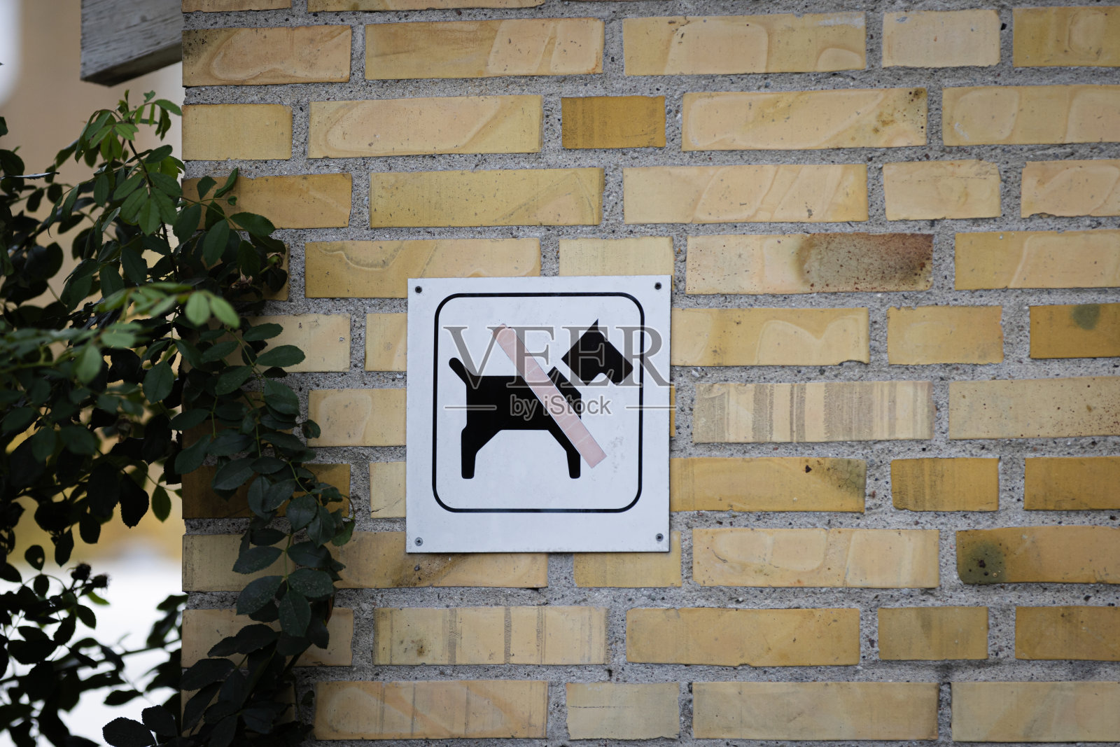 墙上写着“禁止带狗”。照片摄影图片