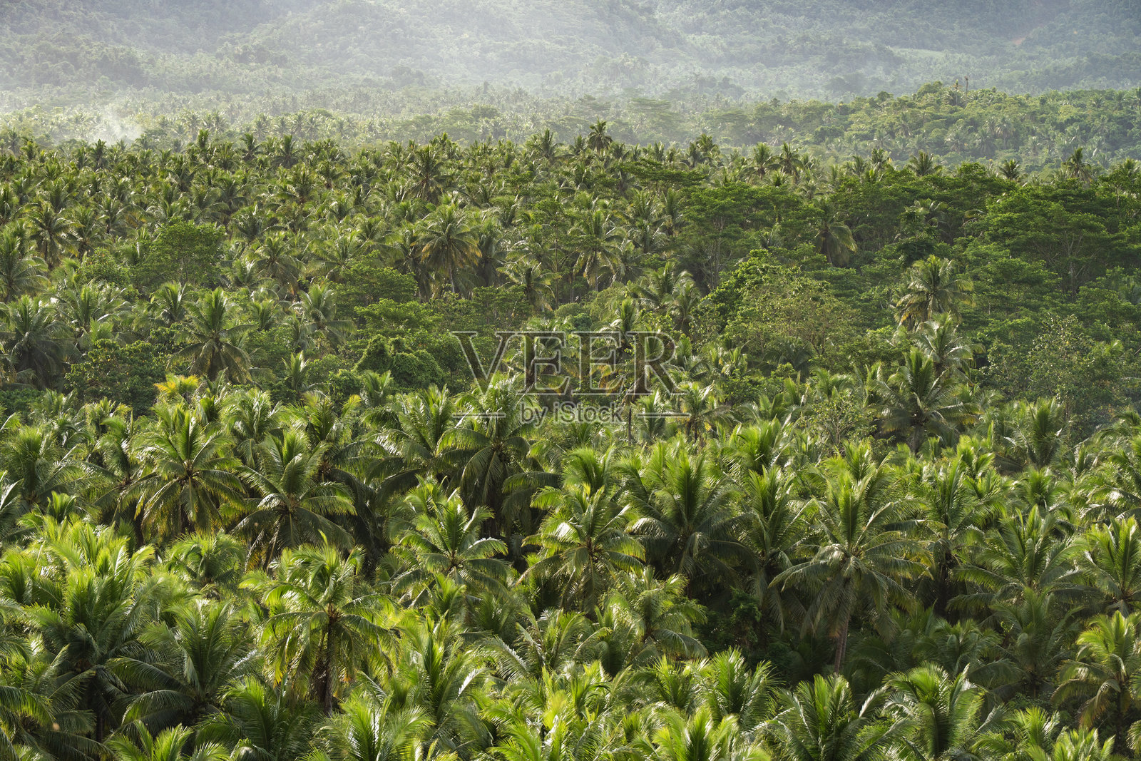 菲律宾希阿高岛郁郁葱葱的棕榈树森林照片摄影图片