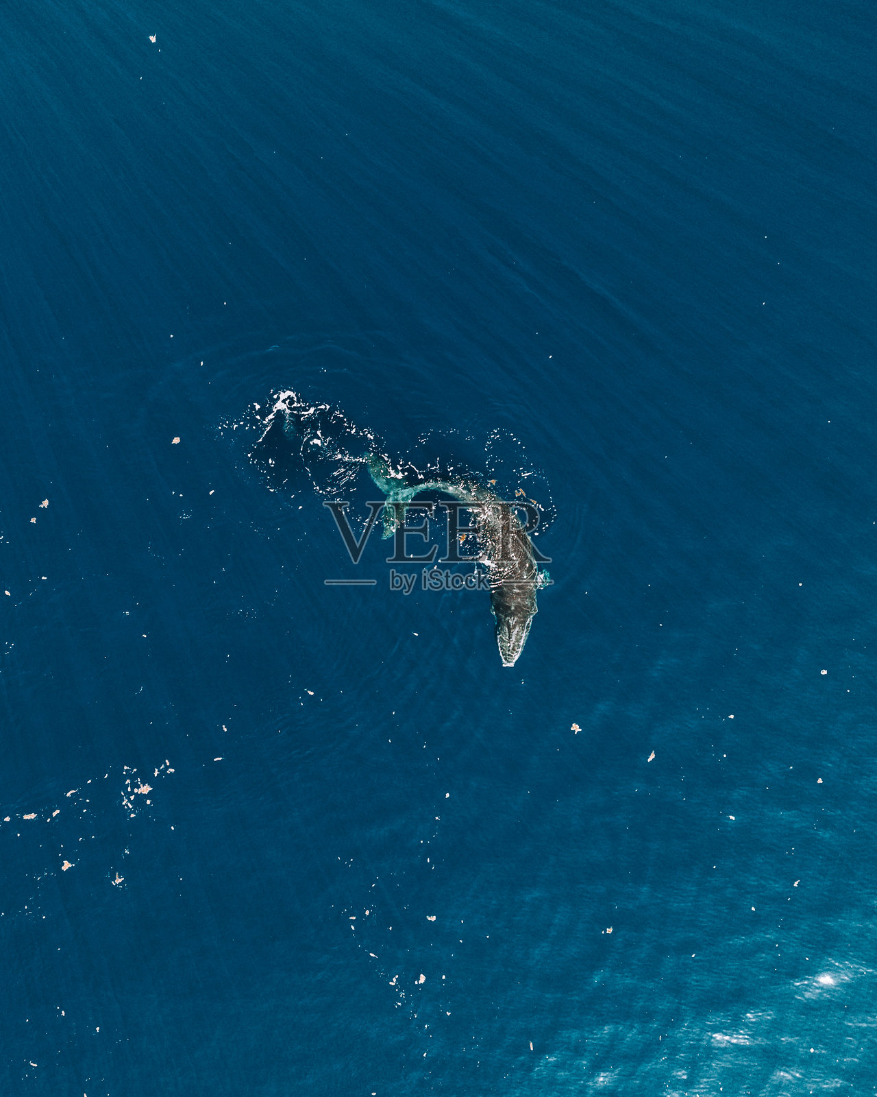 座头鲸在波利尼西亚摩雷阿岛附近的深蓝海洋中浮出水面。照片摄影图片