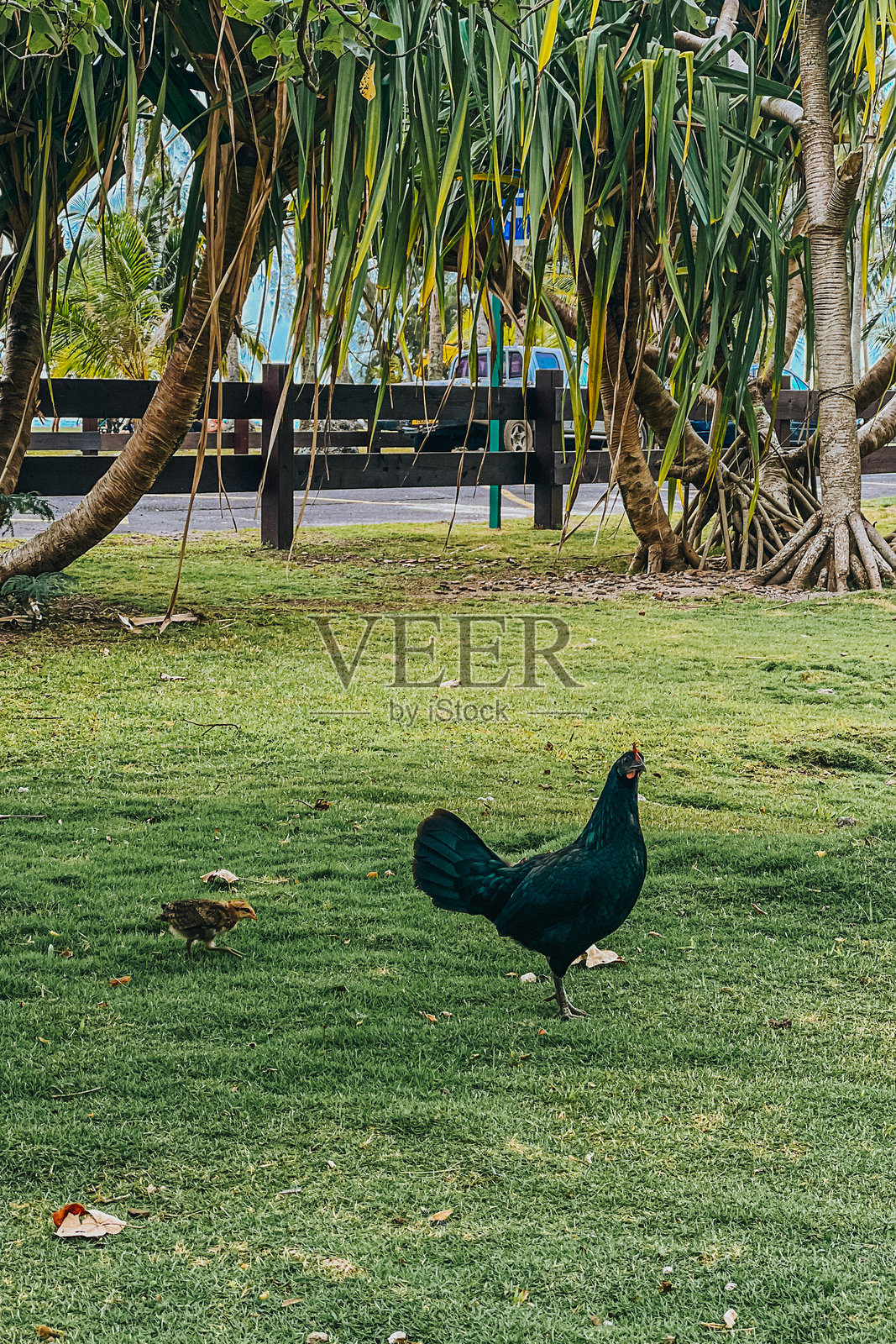 在法属波利尼西亚的摩雷阿岛，草地上自由放养的母鸡和小鸡在热带环境中漫步。照片摄影图片