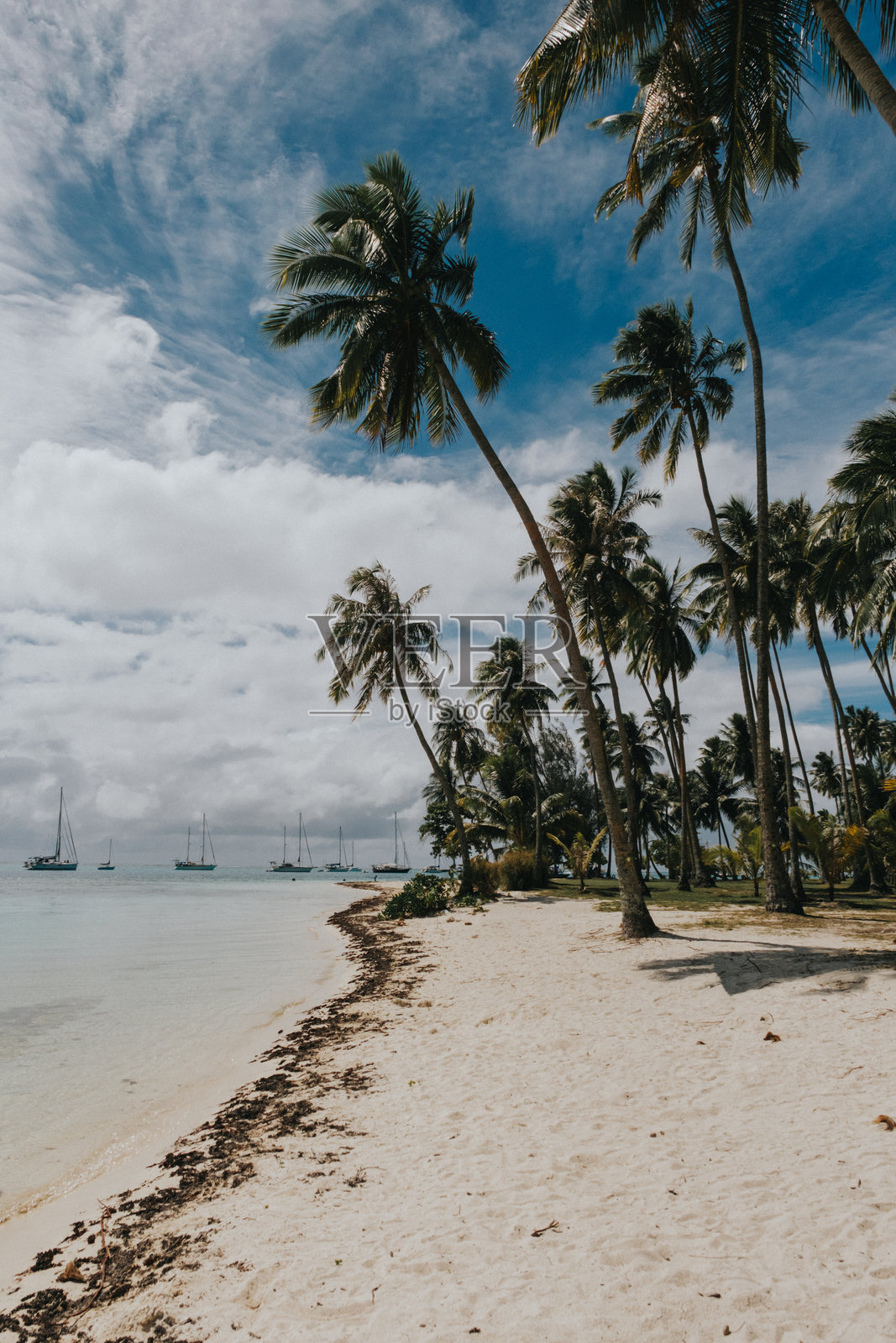 热带帆船和棕榈树沿着摩雷阿岛的塔阿希亚曼海滩排列。照片摄影图片