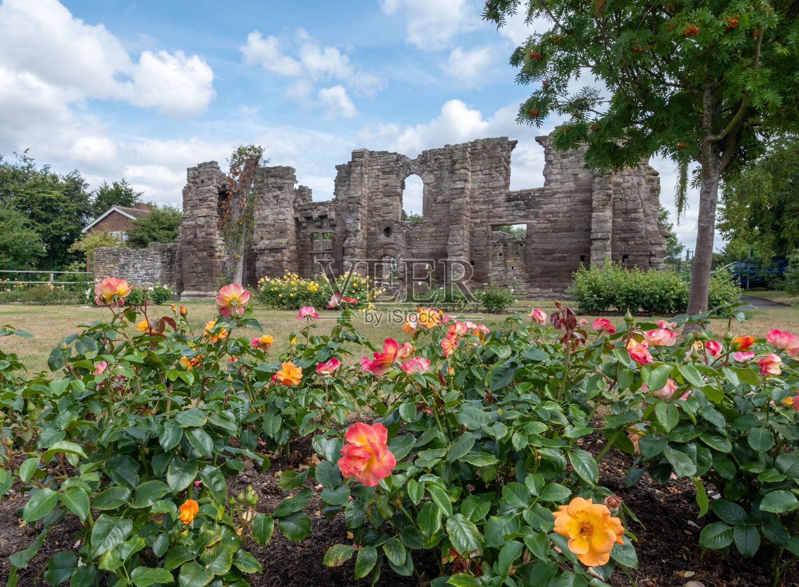 赫里福德玫瑰花园中的黑修士修道院历史遗迹照片摄影图片