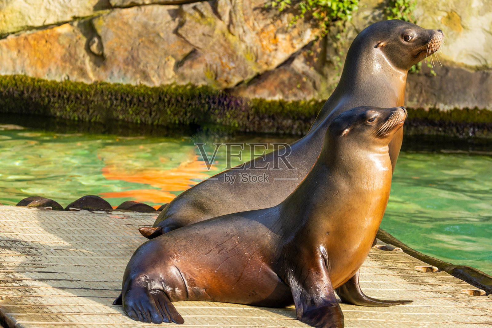 一对加利福尼亚海狮在阳光下晒太阳。加利福尼亚海狮。照片摄影图片