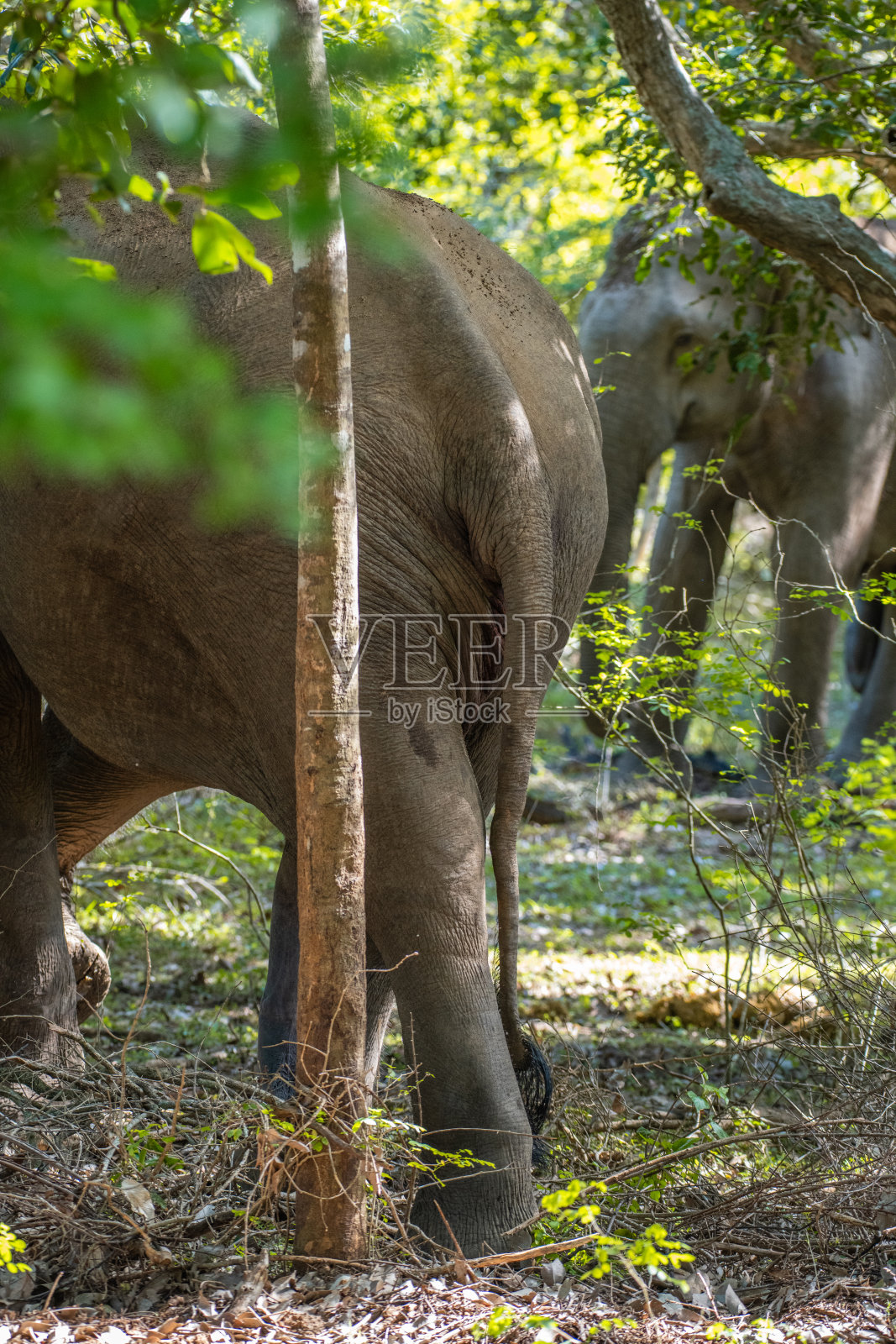 一头公象在雅拉向另一头公象发起冲锋照片摄影图片