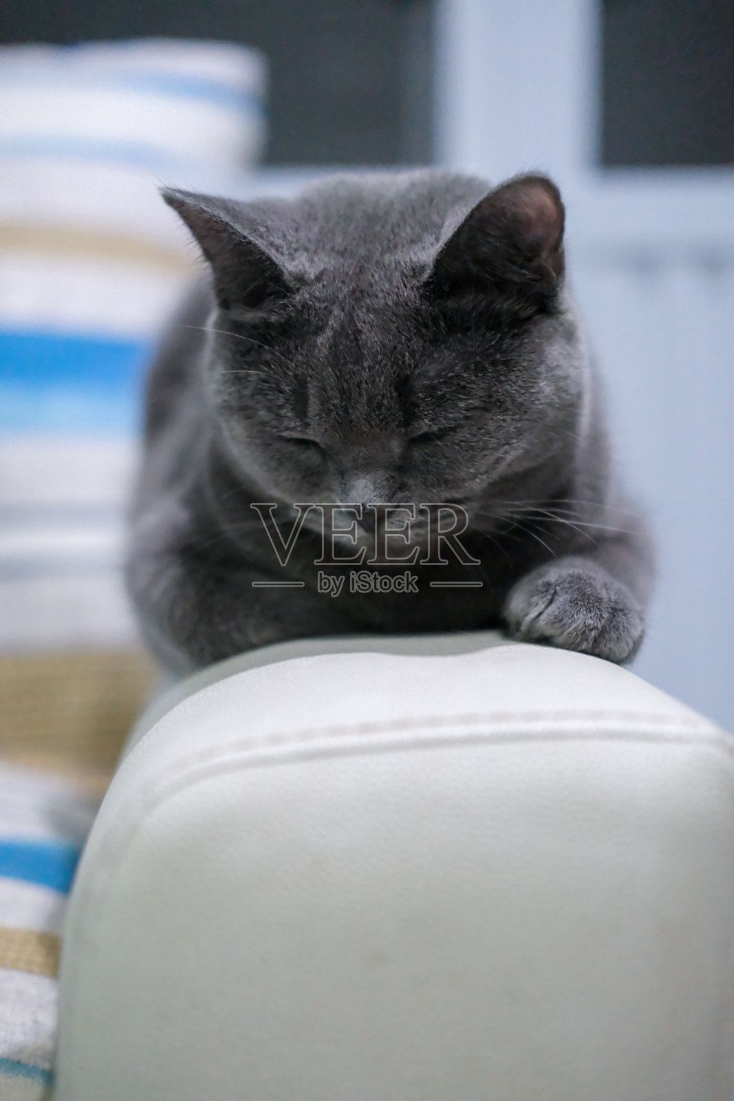 9个月大的英国蓝猫，英国短毛猫，正在椅子的扶手上睡觉照片摄影图片