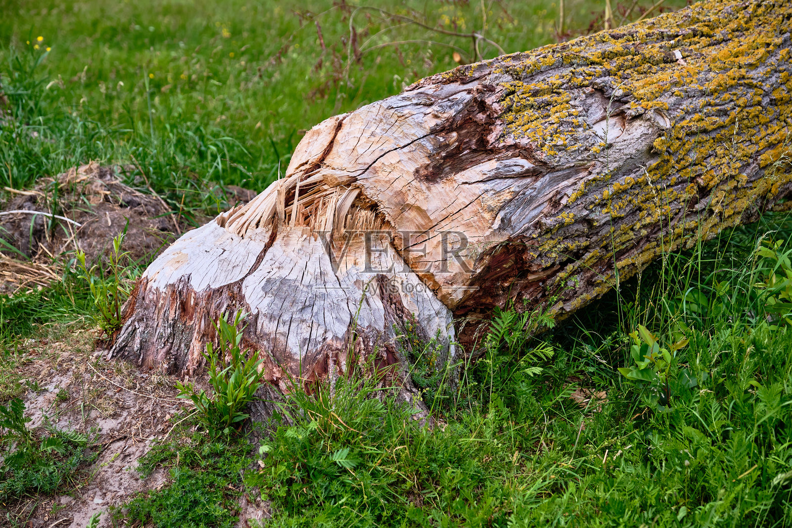 树干上近距离拍摄的海狸损伤，露出新鲜的木屑和啃咬痕迹照片摄影图片