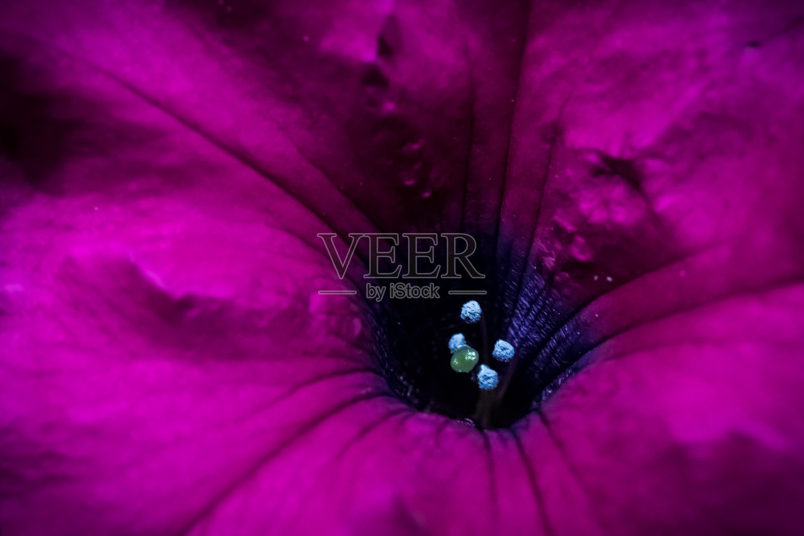 粉色矮牵牛花的华丽与鲜艳色彩；矮牵牛；特写摄影照片摄影图片