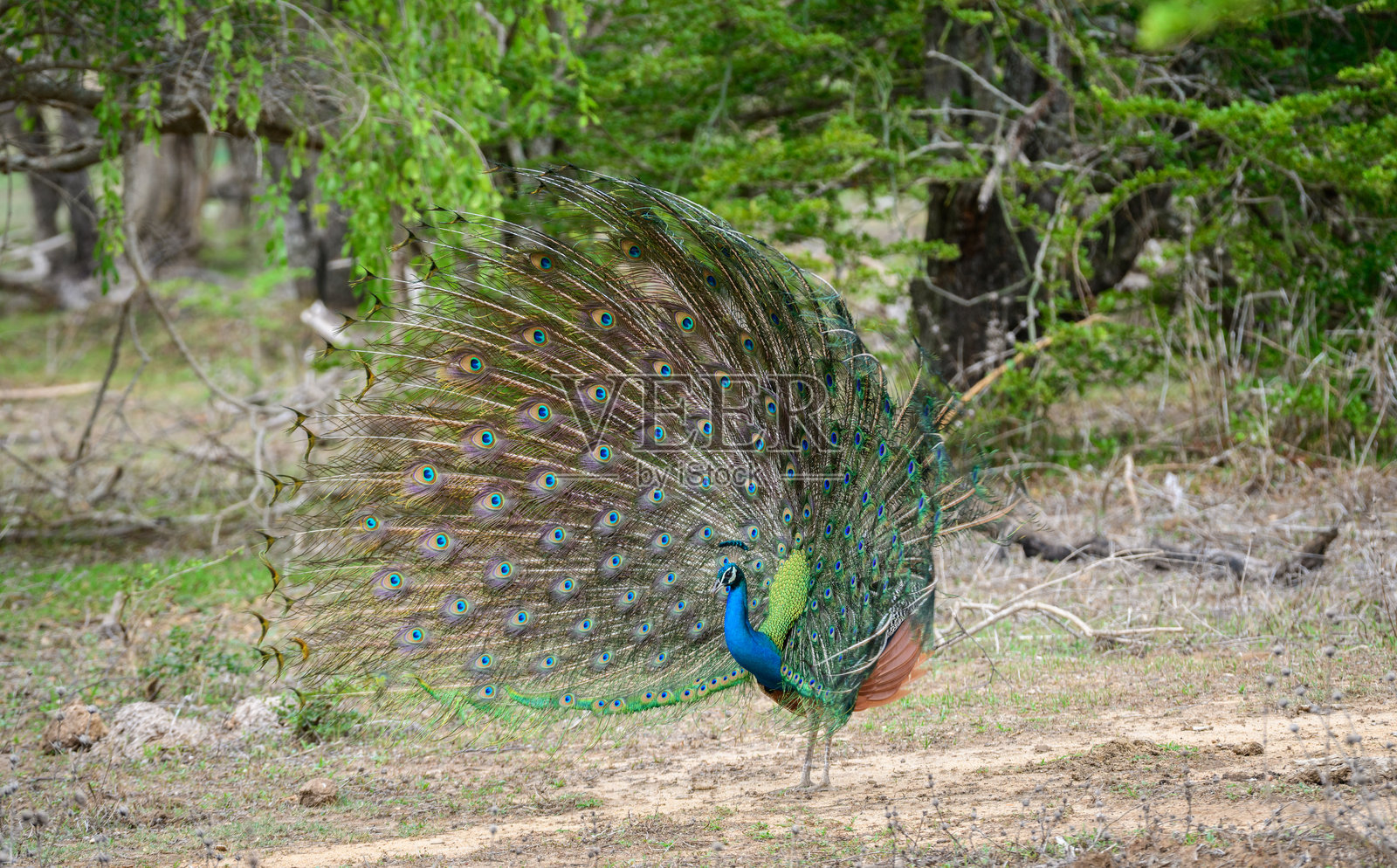 斯里兰卡雅拉国家公园的孔雀舞表演。羽毛完全展开，侧面展示出眼睛般的图案。照片摄影图片