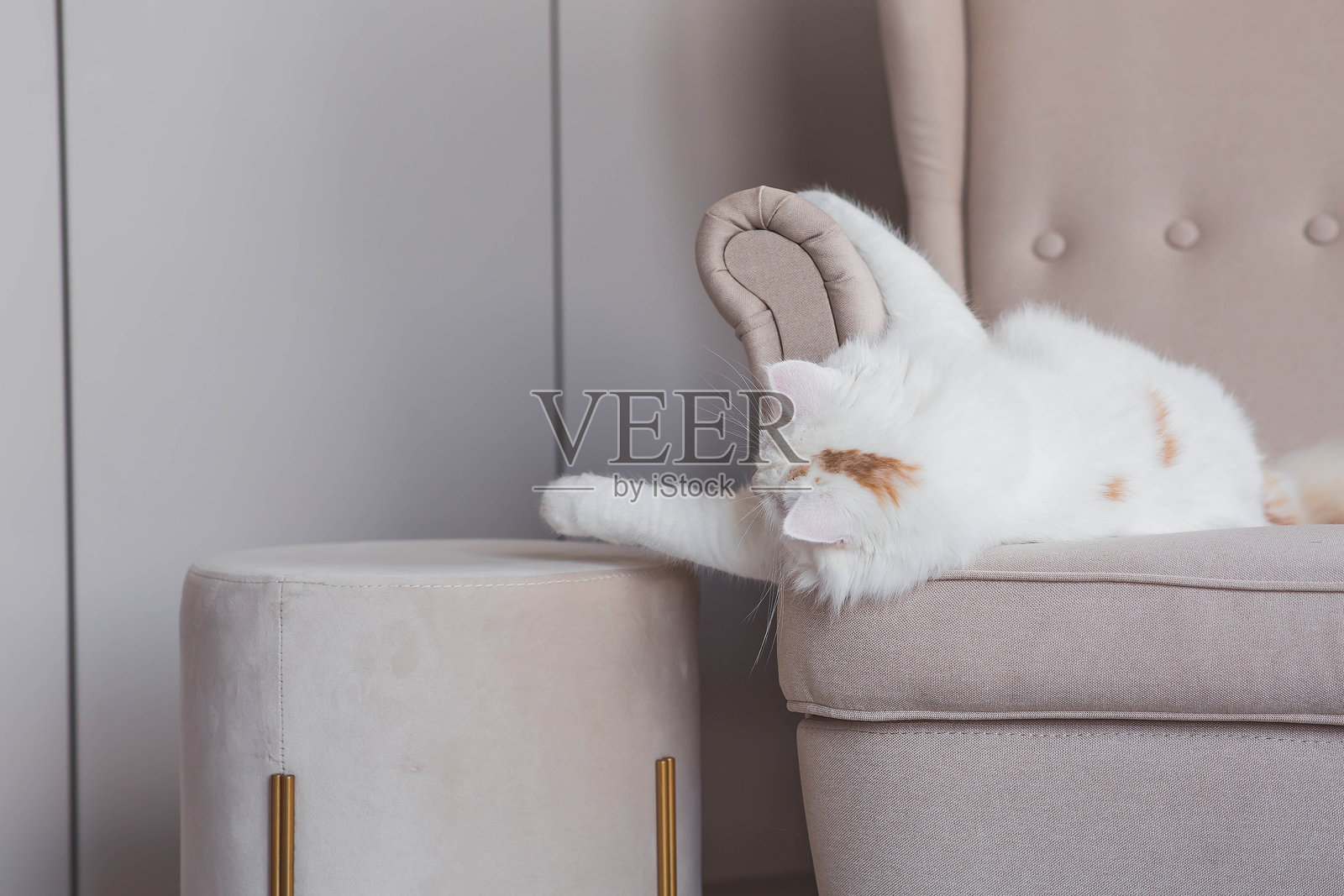 一只年轻的白色毛茸茸的猫坐在客厅的米色扶手椅上。宠物护理。照片摄影图片
