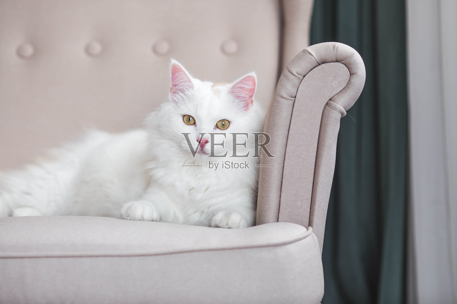 一只年轻的白色毛茸茸的猫坐在客厅的米色扶手椅上。宠物护理。照片摄影图片