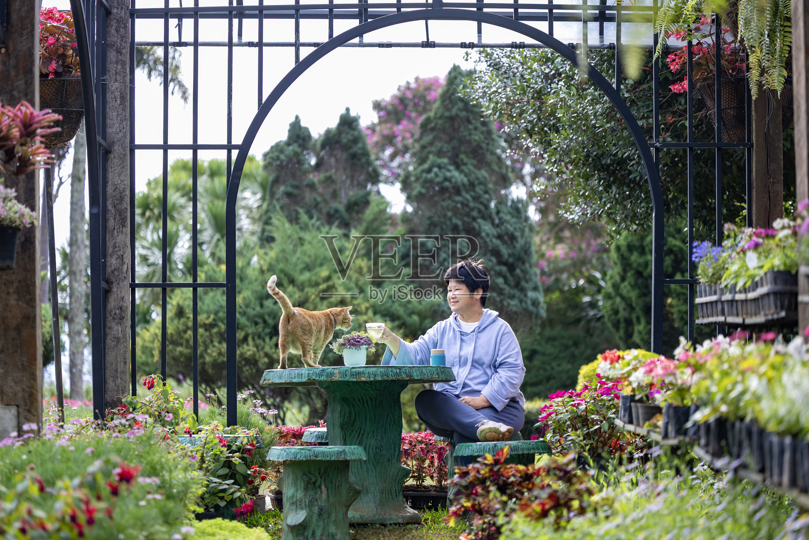 亚洲女性在户外夏季花园中喝茶，身边有她可爱的橙色姜猫，体现了宠物主人和动物伴侣的幸福理念。照片摄影图片