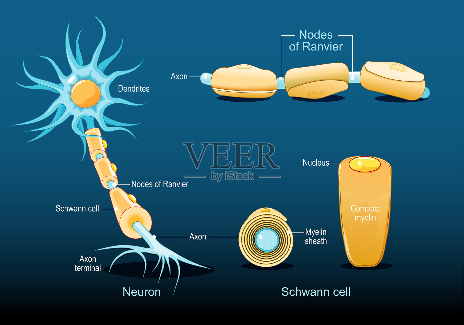 神经元解剖。树突、髓鞘、细胞核、轴突。轴突结构。兰氏结和施旺细胞。插画图片素材